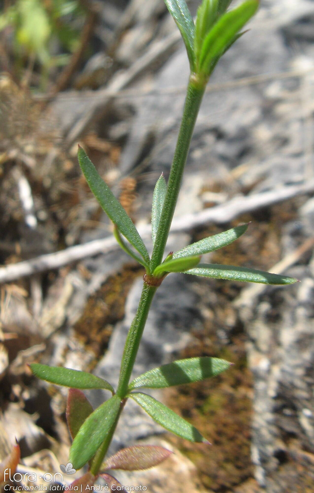 Crucianella latifolia - Folha (geral) | André Carapeto; CC BY-NC 4.0