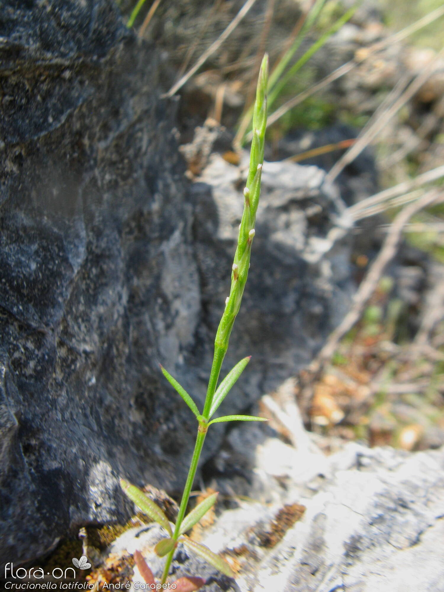 Crucianella latifolia - Hábito | André Carapeto; CC BY-NC 4.0