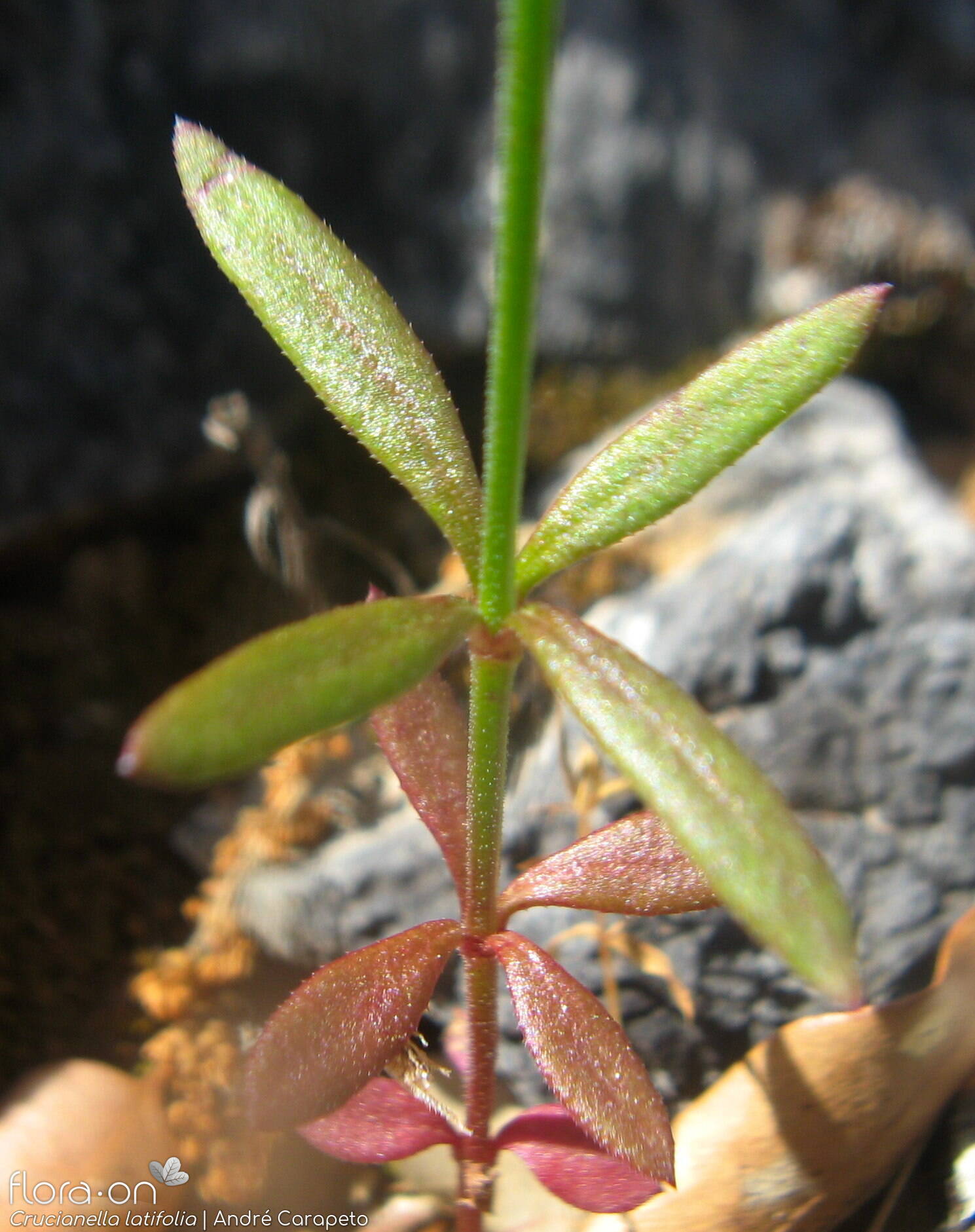 Crucianella latifolia - Folha | André Carapeto; CC BY-NC 4.0