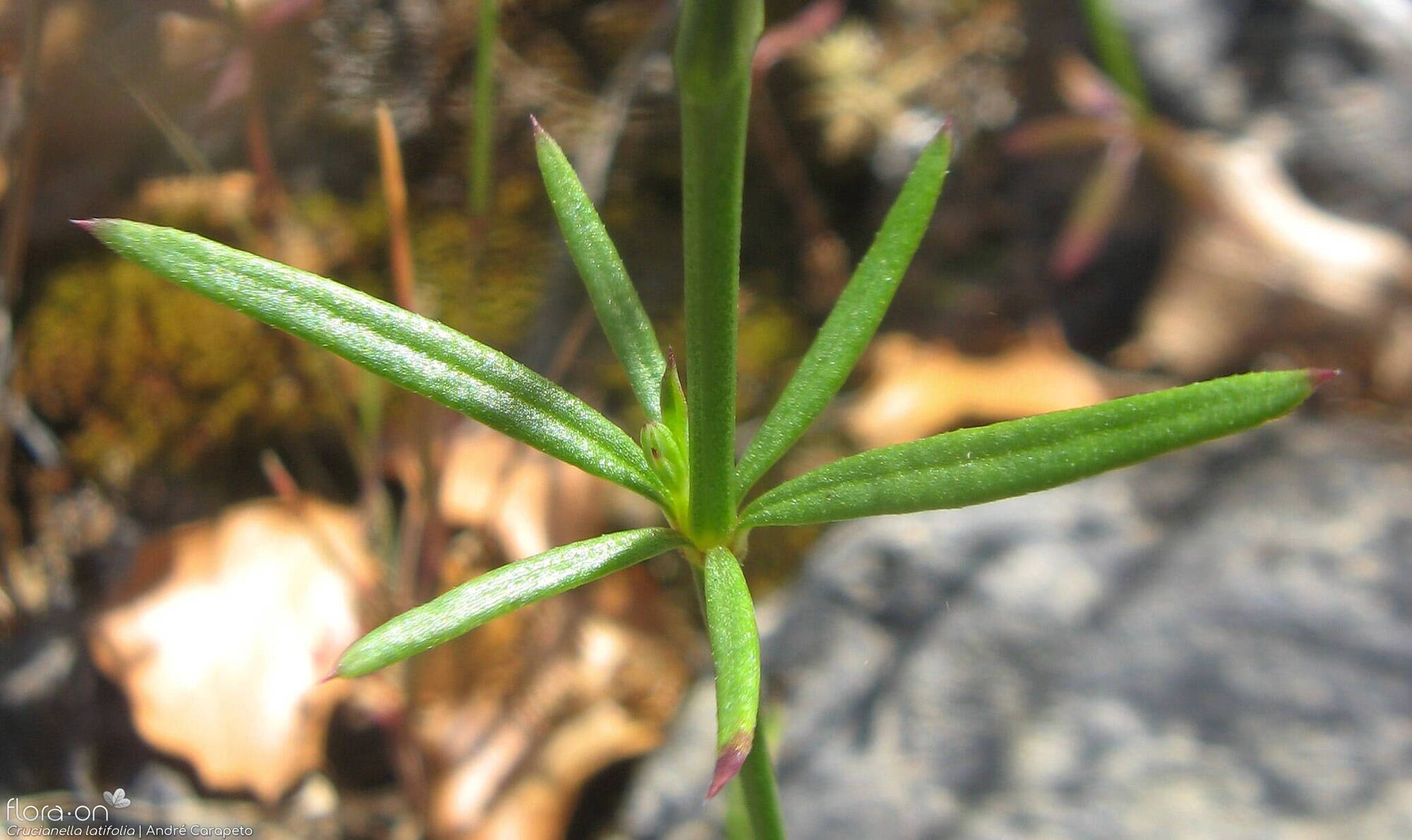 Crucianella latifolia - Folha | André Carapeto; CC BY-NC 4.0