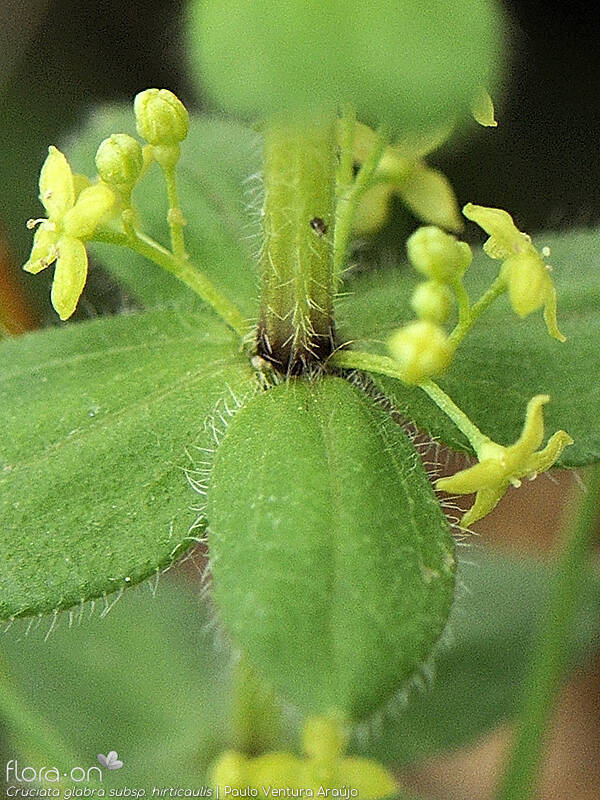 Cruciata glabra hirticaulis - Flor (close-up) | Paulo Ventura Araújo; CC BY-NC 4.0
