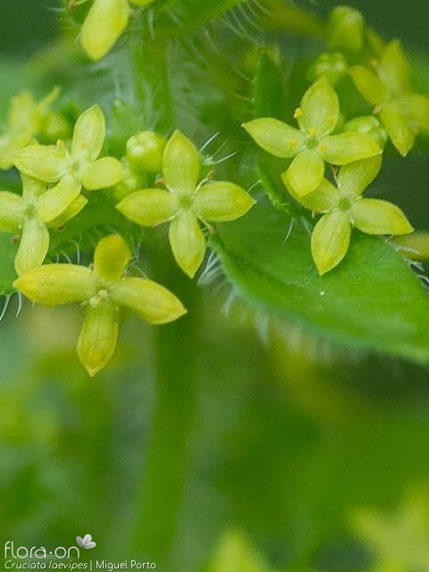 Cruciata laevipes - Flor (close-up) | Miguel Porto; CC BY-NC 4.0
