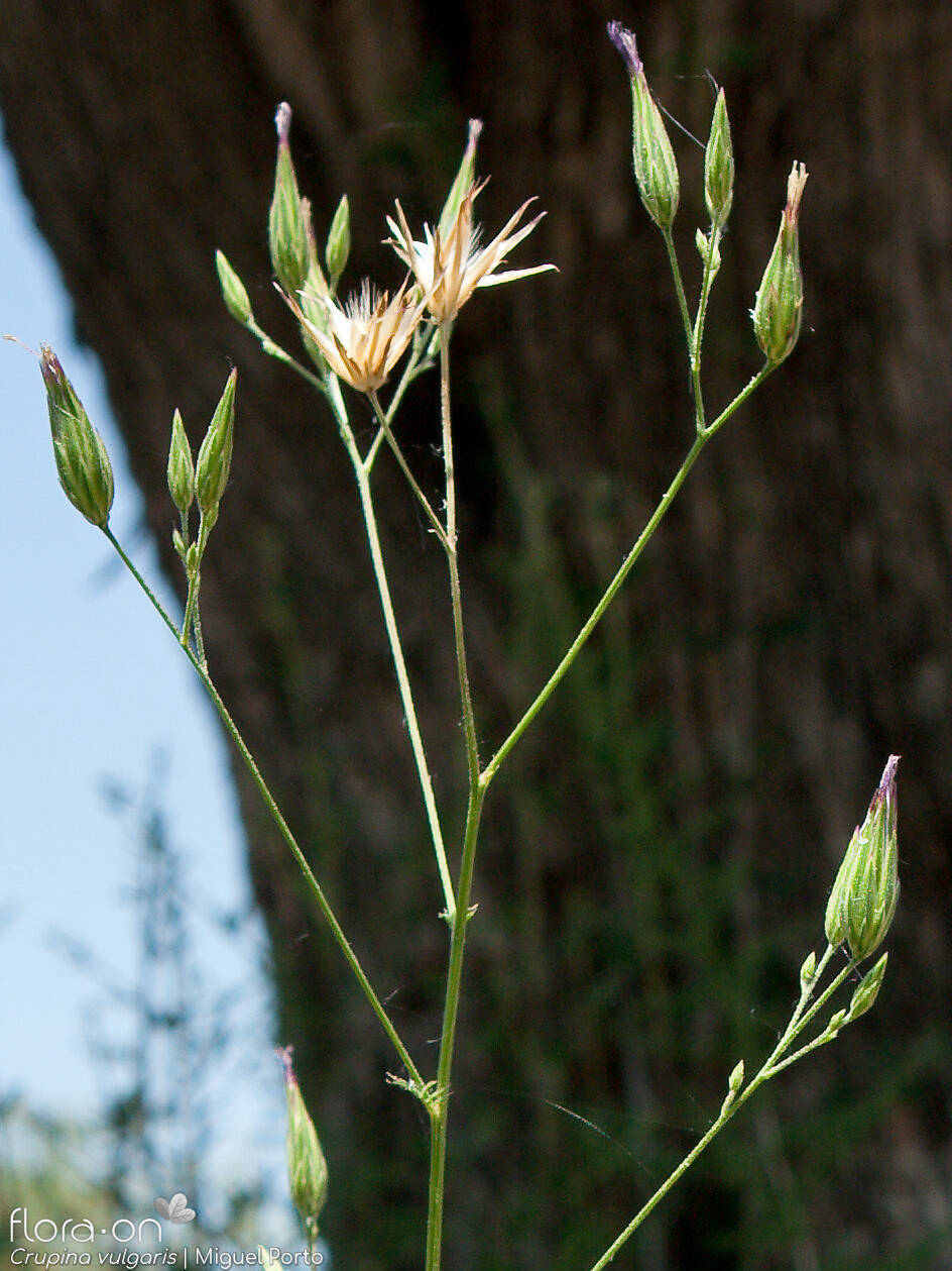 Crupina vulgaris - Flor (geral) | Miguel Porto; CC BY-NC 4.0