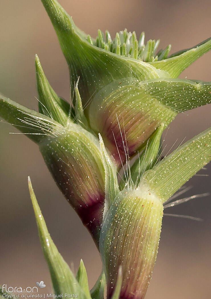 Crypsis aculeata - Flor (close-up) | Miguel Porto; CC BY-NC 4.0