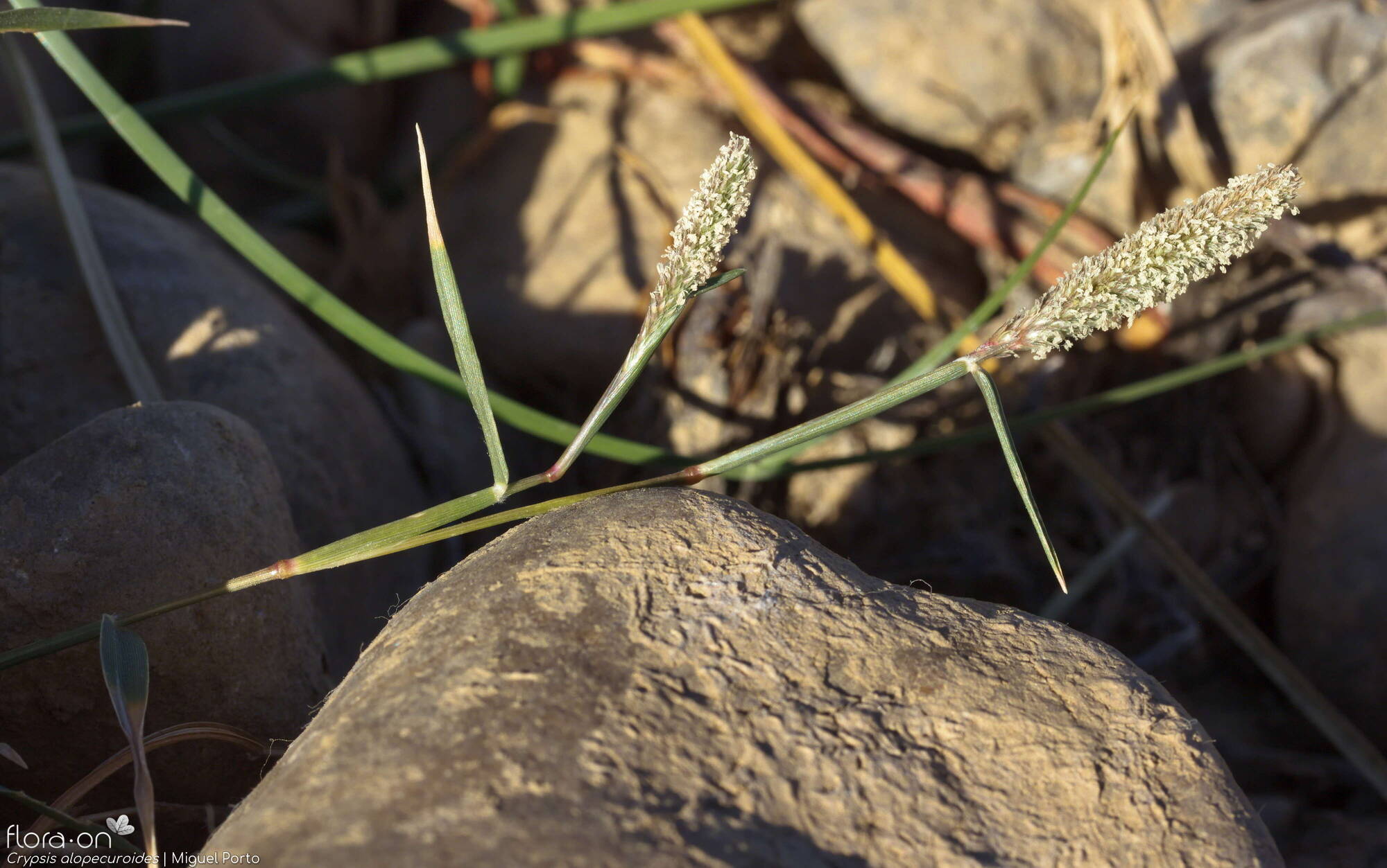 Crypsis alopecuroides - Flor (geral) | Miguel Porto; CC BY-NC 4.0