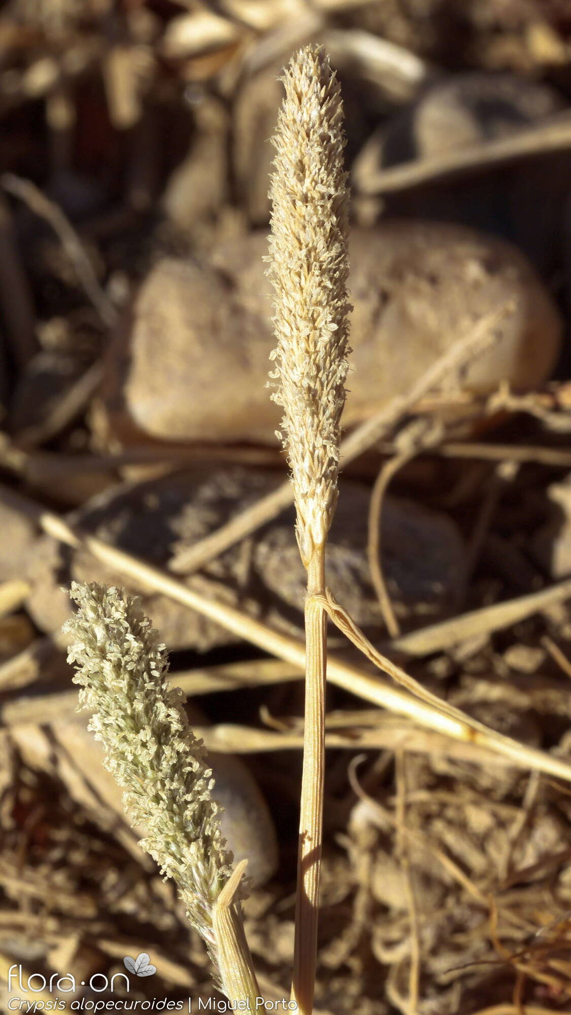 Crypsis alopecuroides - Flor (geral) | Miguel Porto; CC BY-NC 4.0