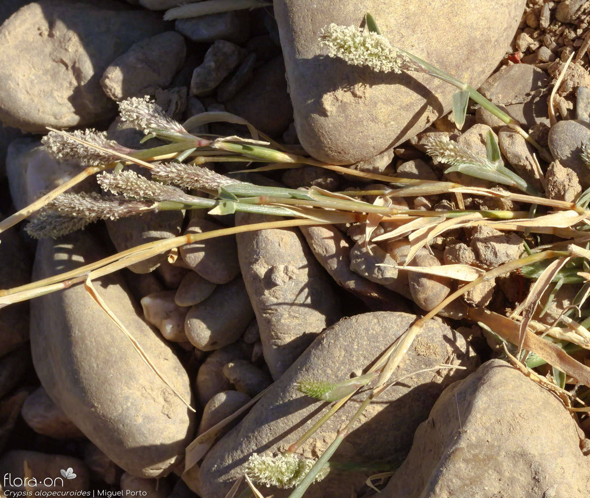 Crypsis alopecuroides - Hábito | Miguel Porto; CC BY-NC 4.0