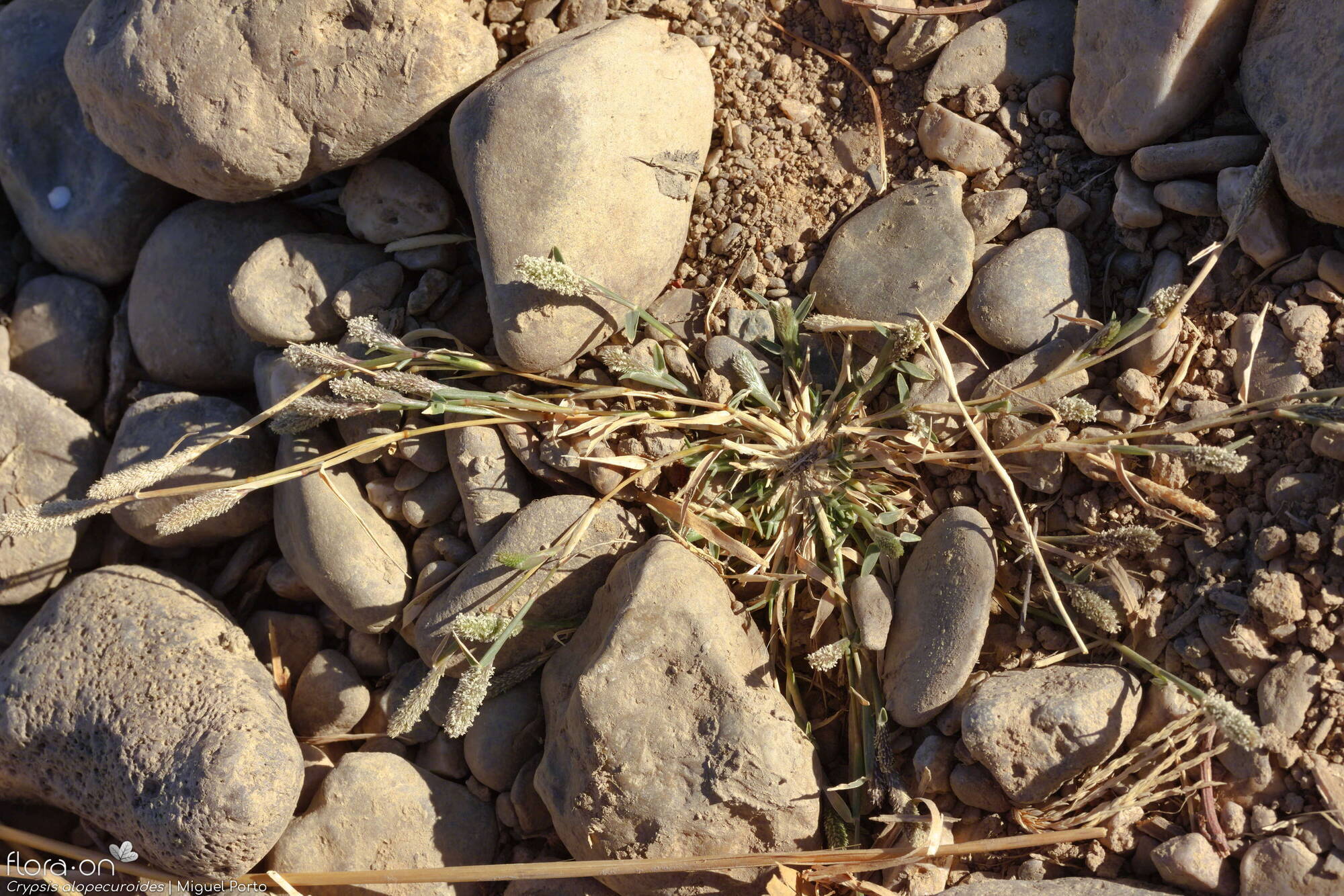 Crypsis alopecuroides - Hábito | Miguel Porto; CC BY-NC 4.0