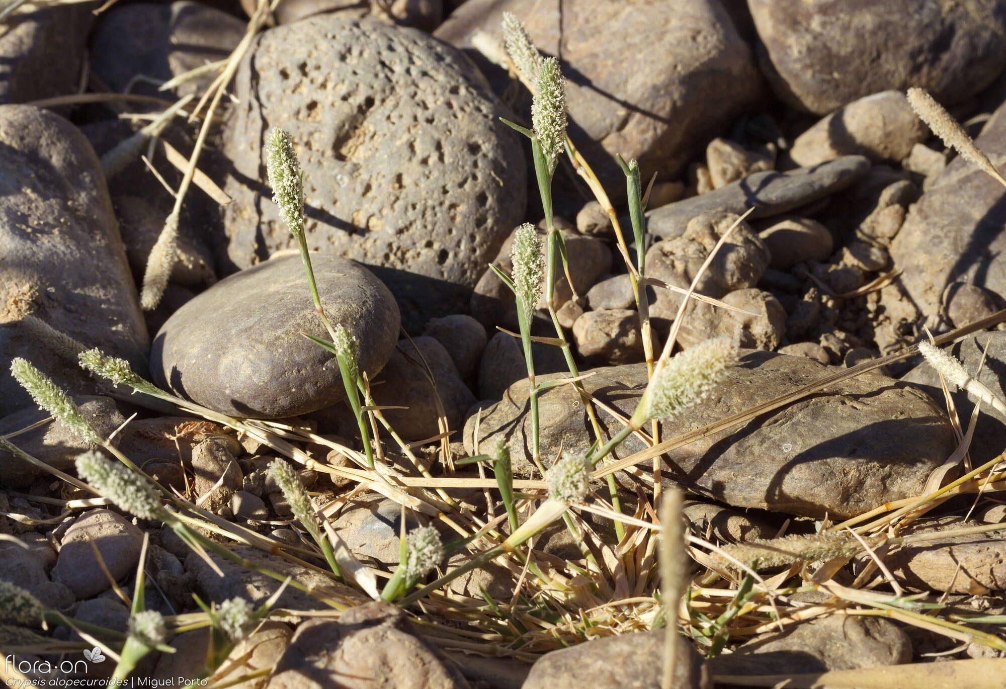 Crypsis alopecuroides - Hábito | Miguel Porto; CC BY-NC 4.0