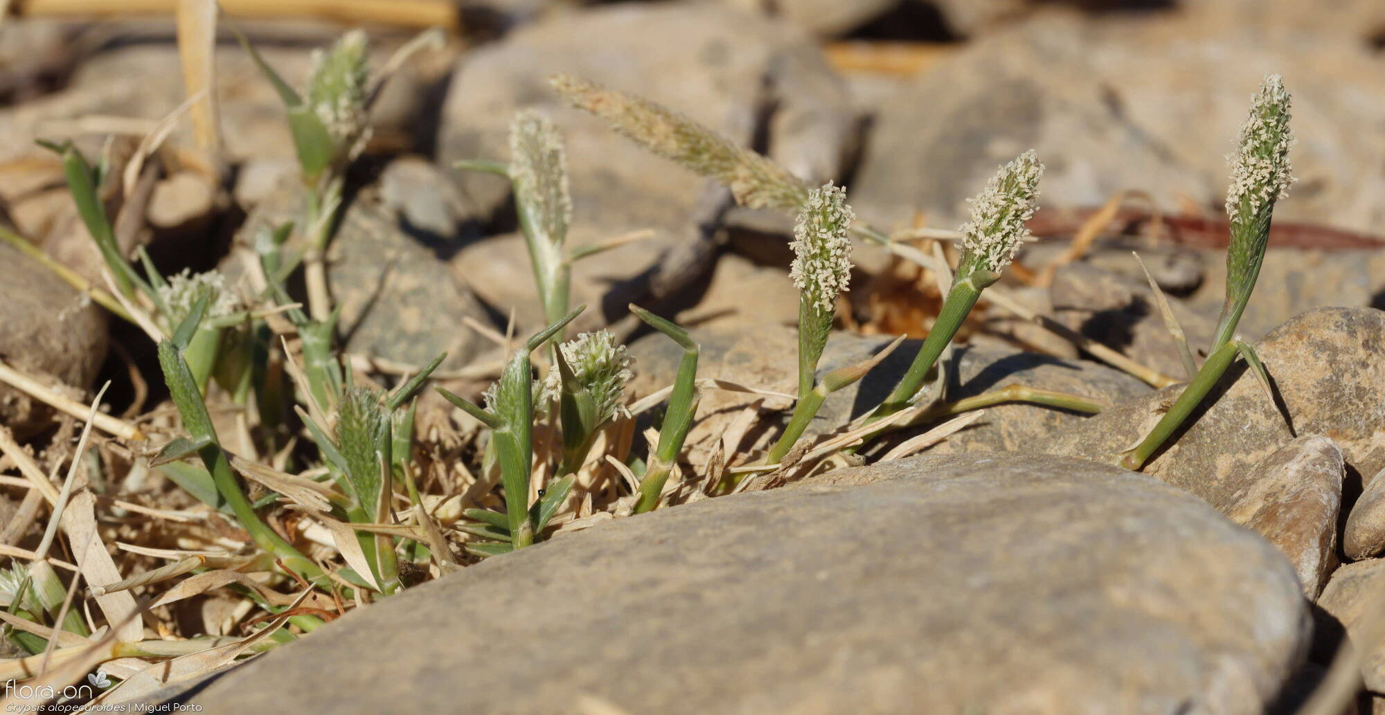 Crypsis alopecuroides - Hábito | Miguel Porto; CC BY-NC 4.0