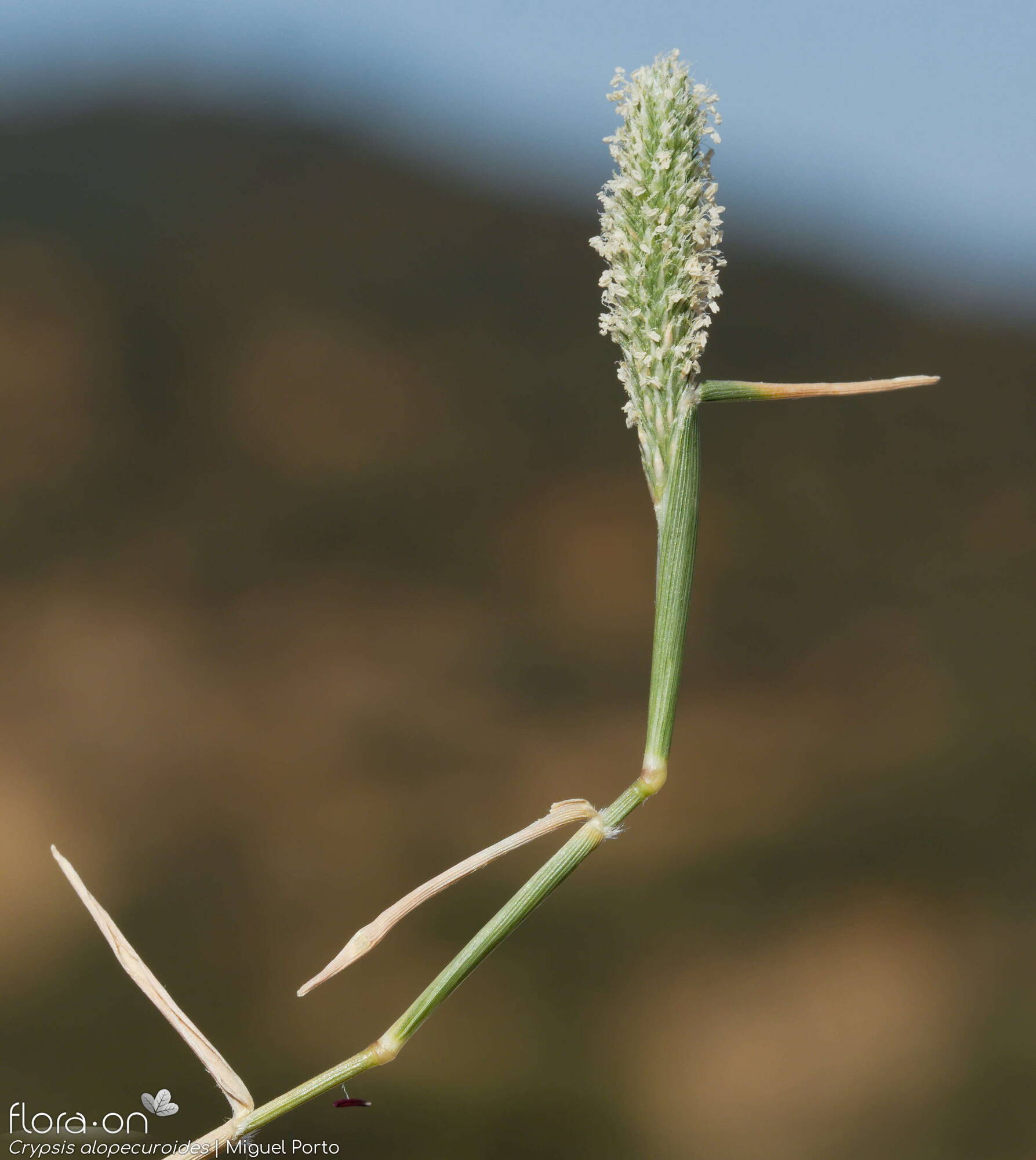 Crypsis alopecuroides - Flor (geral) | Miguel Porto; CC BY-NC 4.0