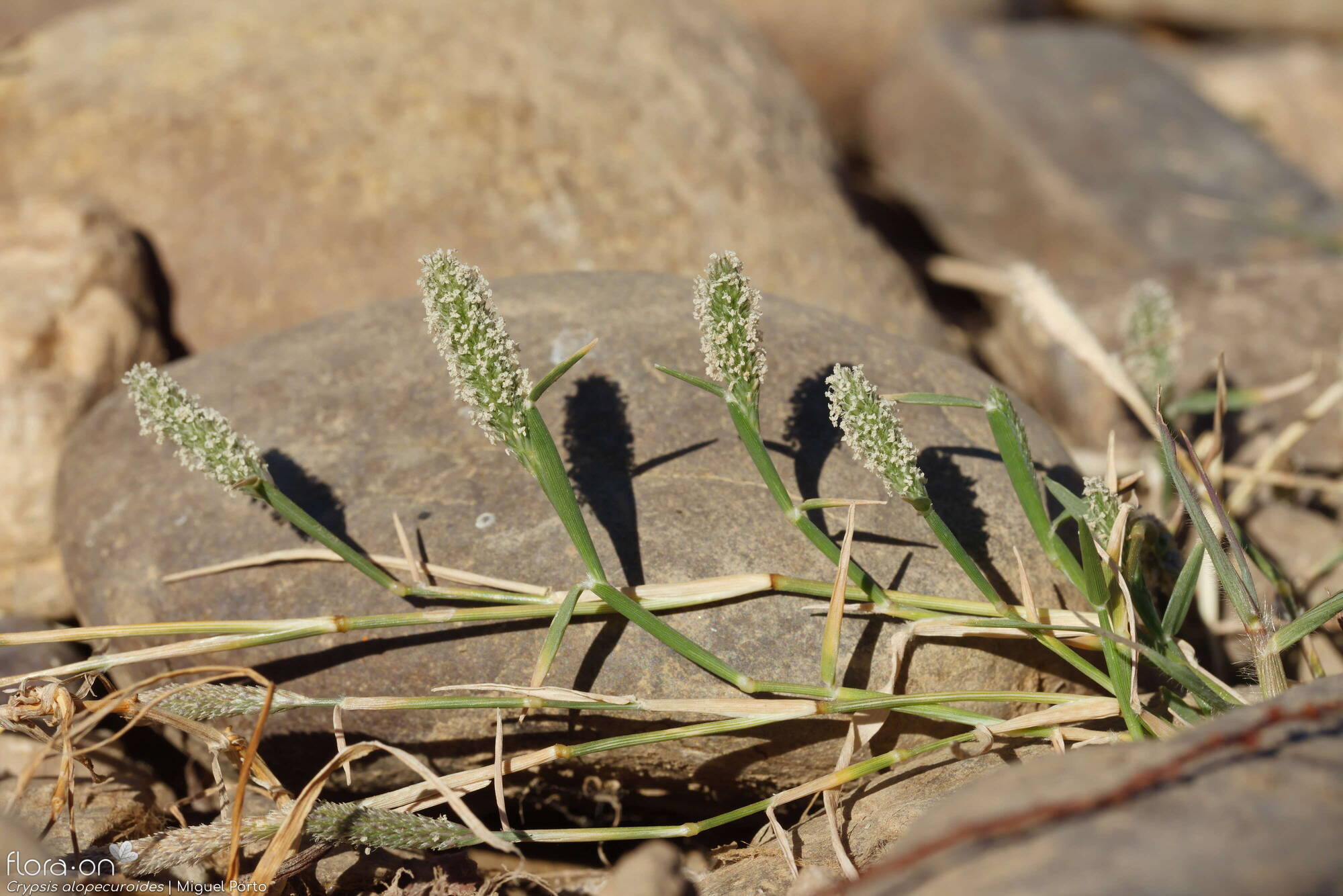 Crypsis alopecuroides - Flor (geral) | Miguel Porto; CC BY-NC 4.0