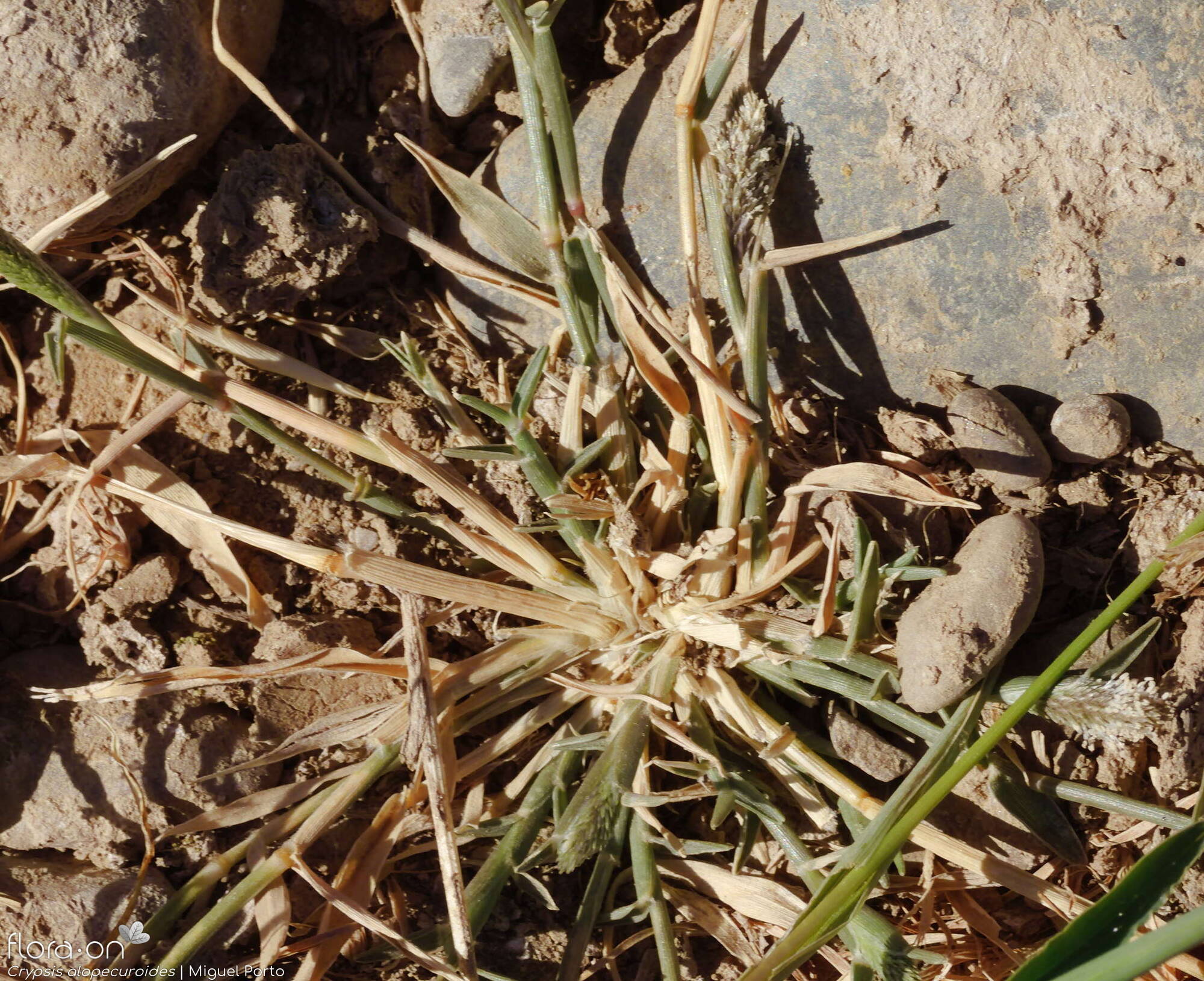 Crypsis alopecuroides - Folha (geral) | Miguel Porto; CC BY-NC 4.0