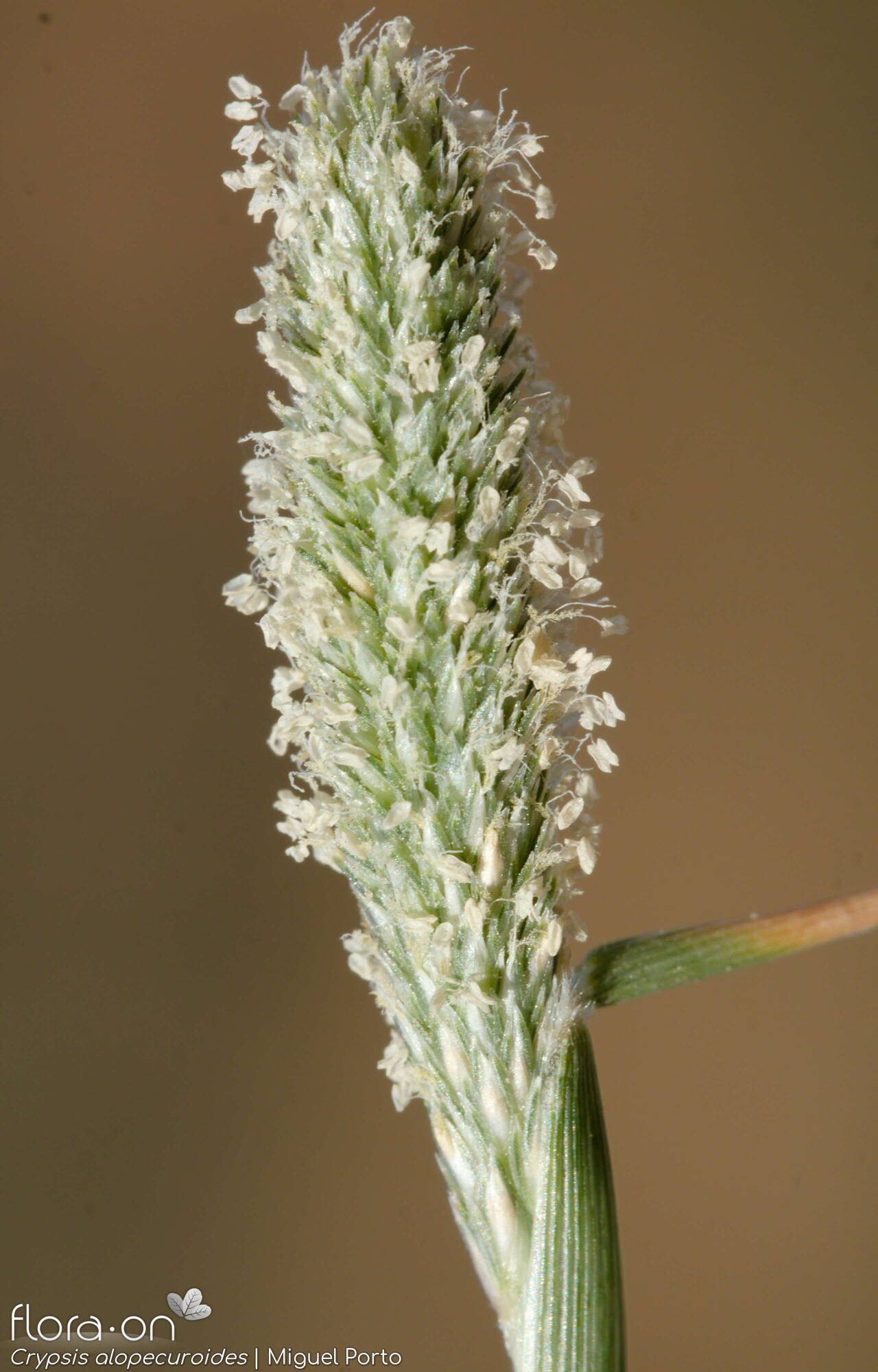 Crypsis alopecuroides - Flor (geral) | Miguel Porto; CC BY-NC 4.0