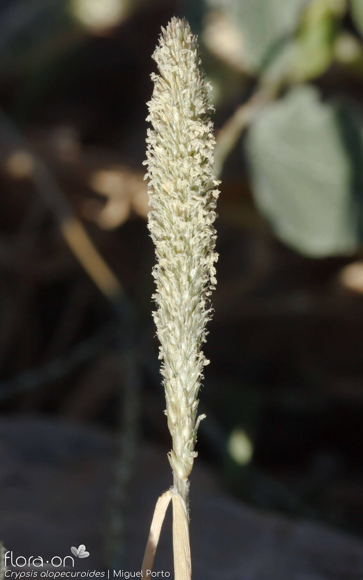 Crypsis alopecuroides - Flor (geral) | Miguel Porto; CC BY-NC 4.0