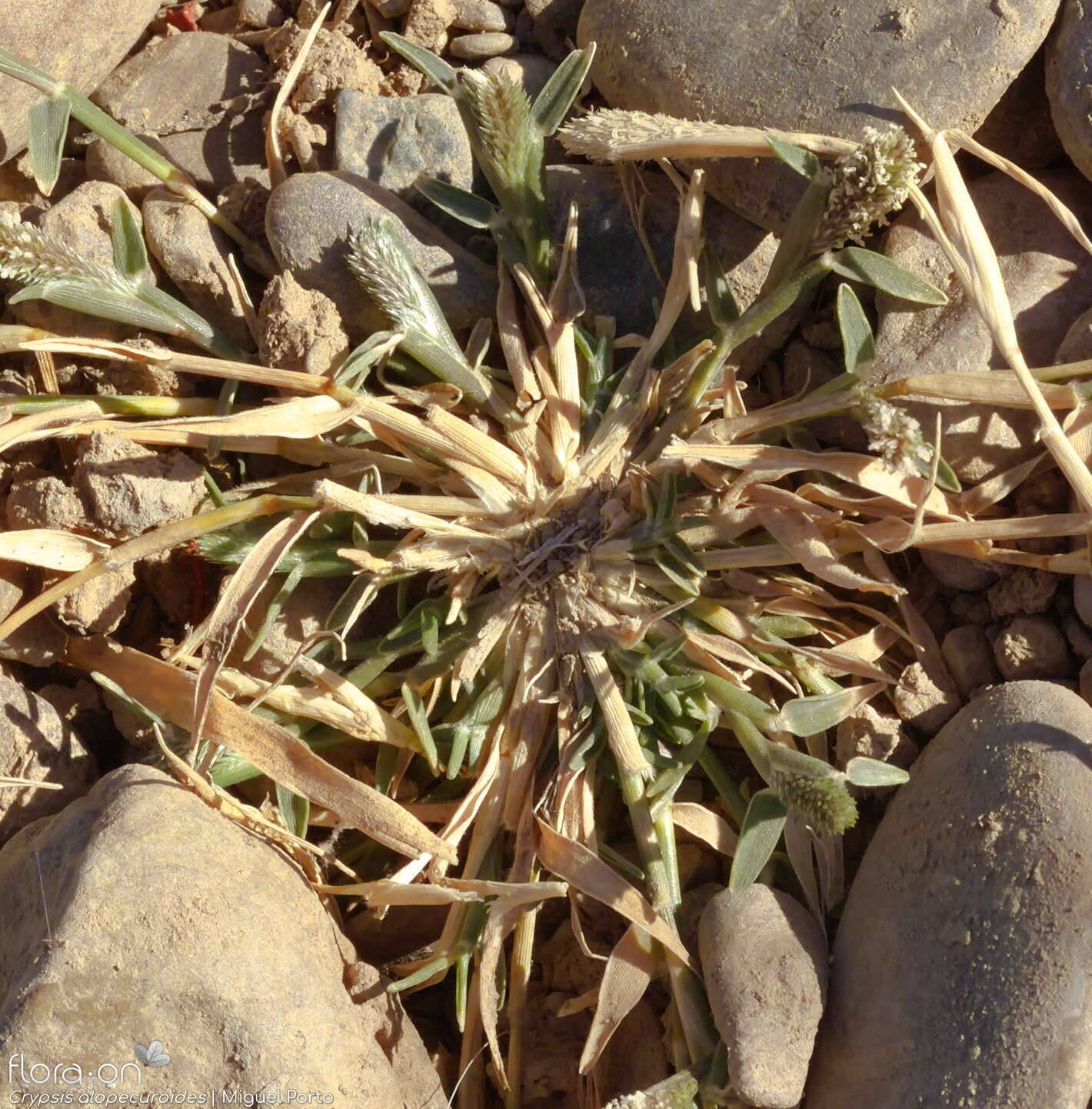 Crypsis alopecuroides - Folha (geral) | Miguel Porto; CC BY-NC 4.0