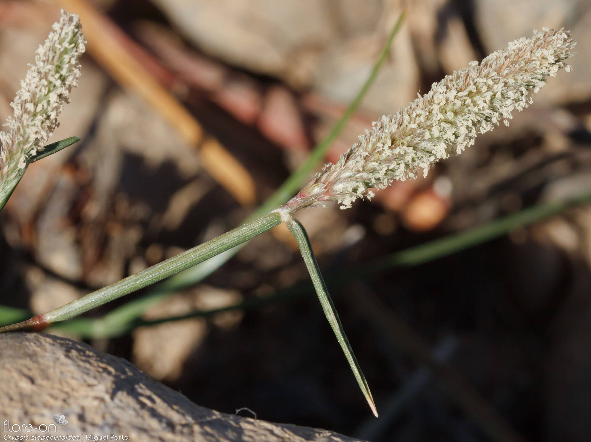 Crypsis alopecuroides - Folha | Miguel Porto; CC BY-NC 4.0