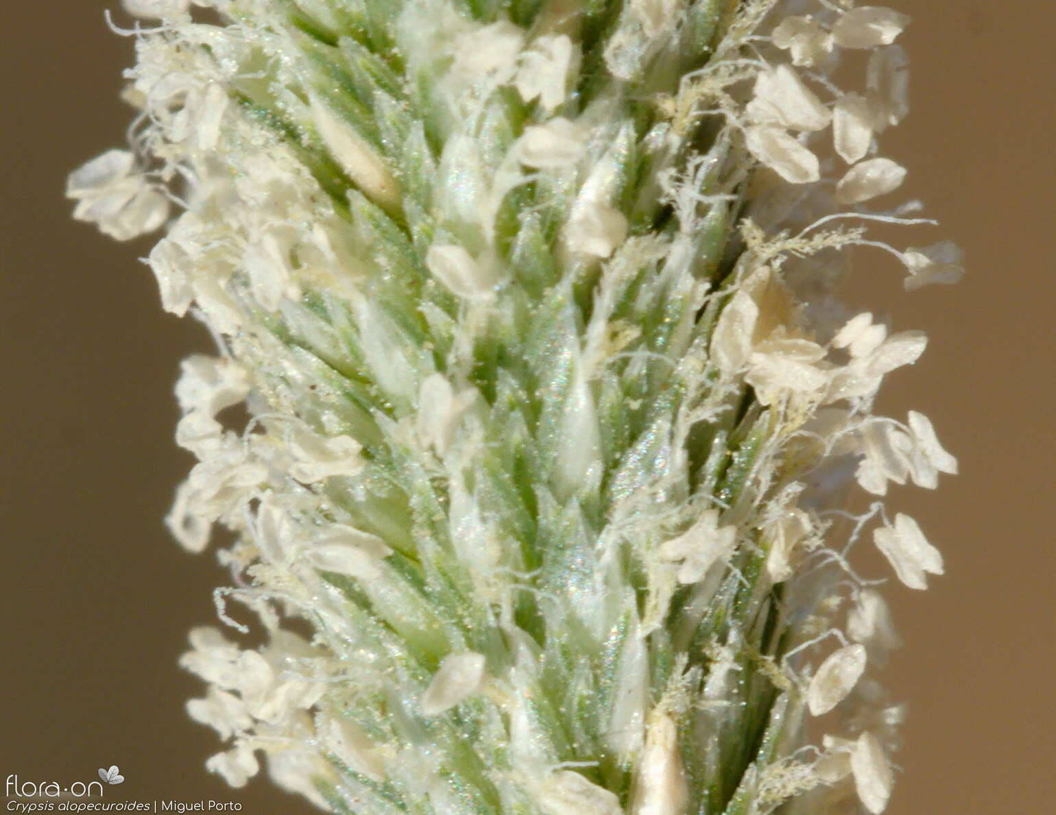 Crypsis alopecuroides - Flor (close-up) | Miguel Porto; CC BY-NC 4.0