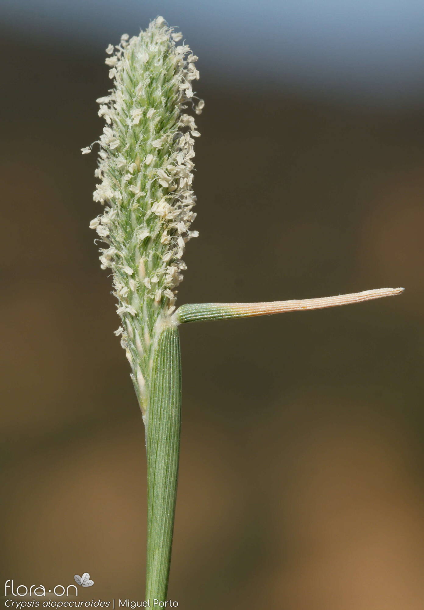 Crypsis alopecuroides - Flor (geral) | Miguel Porto; CC BY-NC 4.0