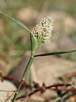 Crypsis schoenoides