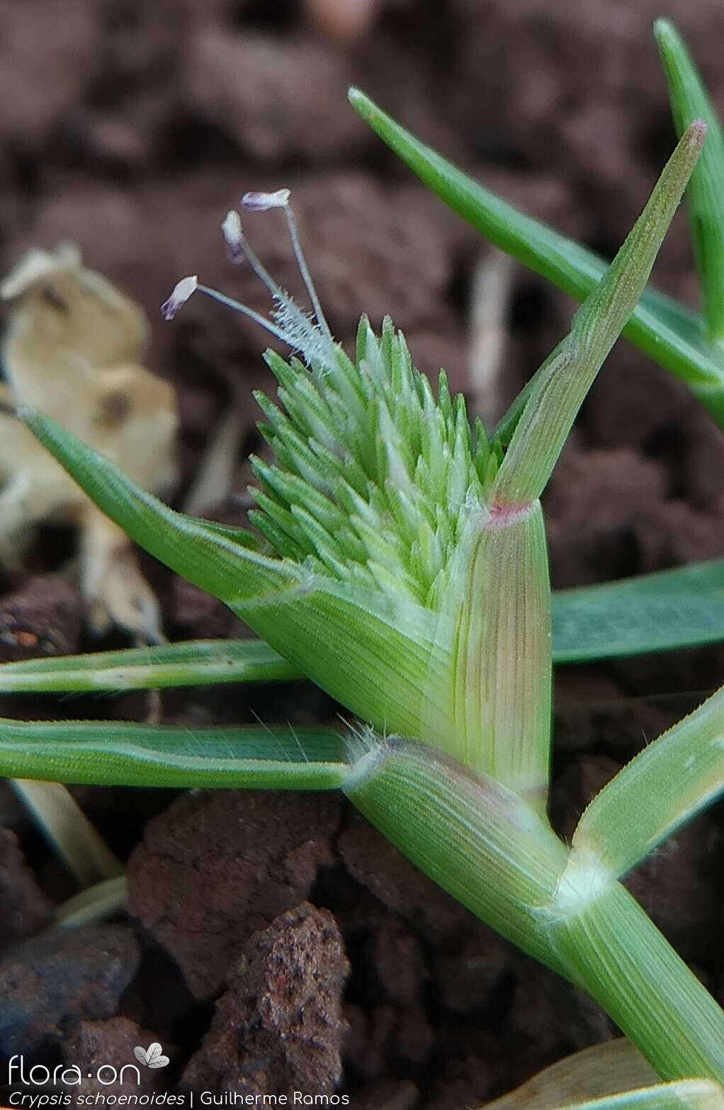 Crypsis schoenoides - Flor (close-up) | Guilherme Ramos; CC BY-NC 4.0