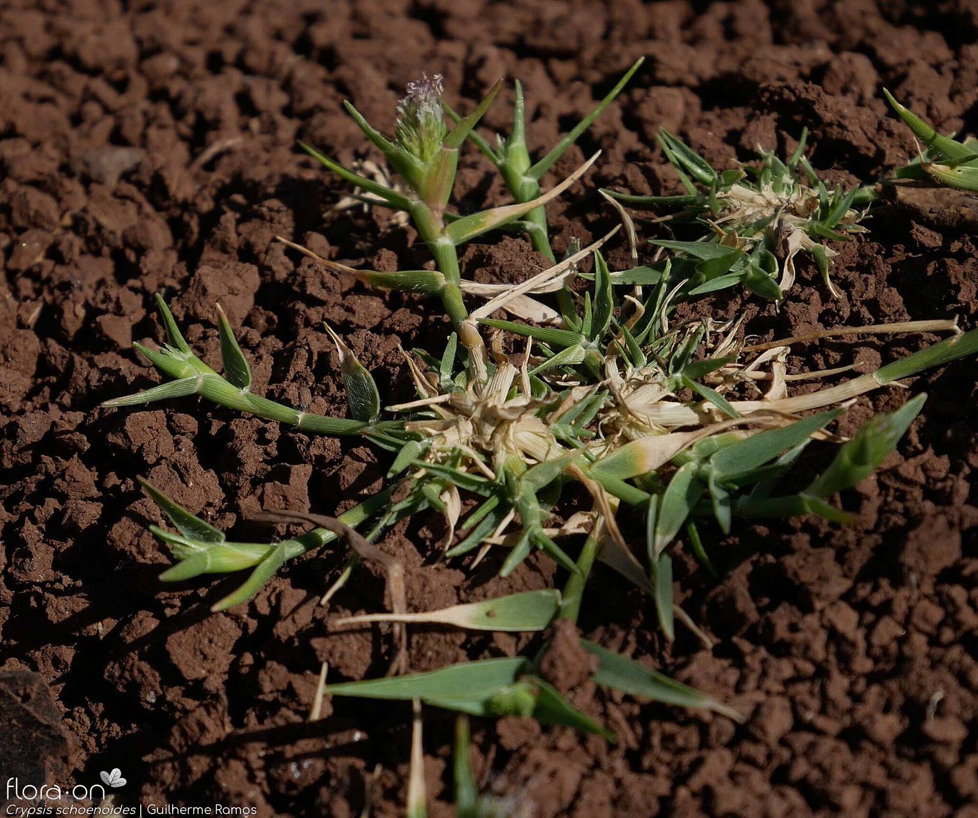 Crypsis schoenoides - Hábito | Guilherme Ramos; CC BY-NC 4.0