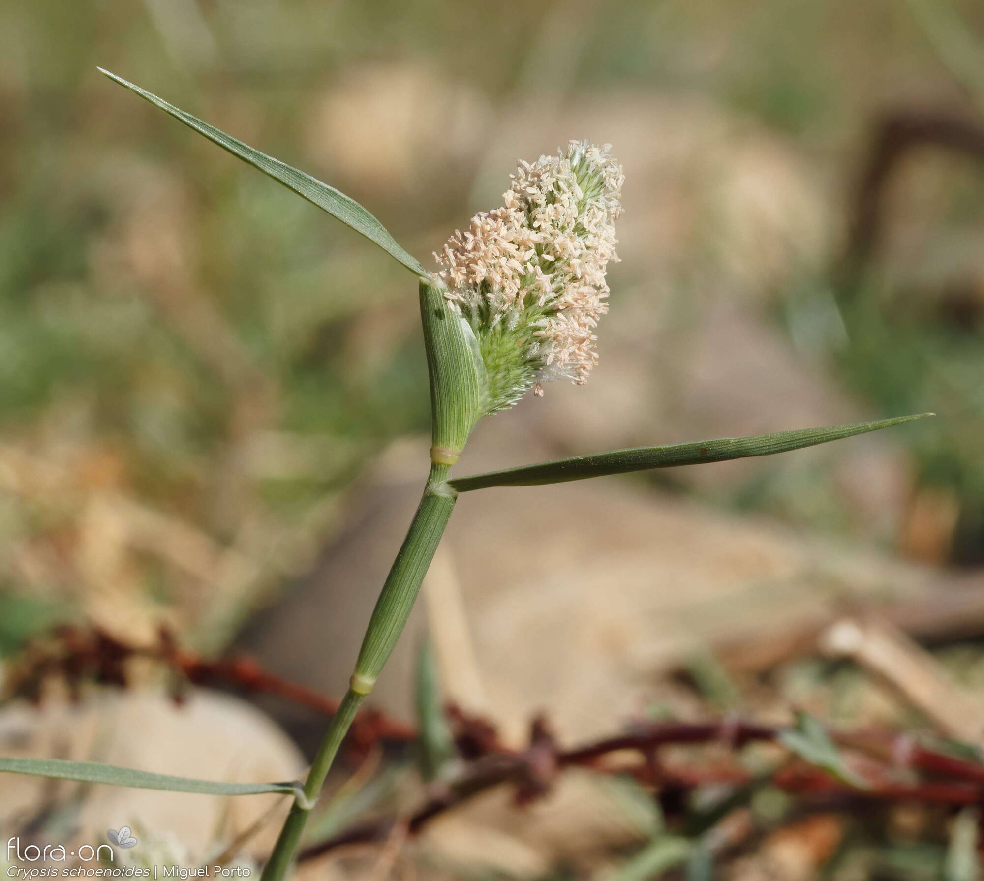 Crypsis schoenoides - Flor (geral) | Miguel Porto; CC BY-NC 4.0