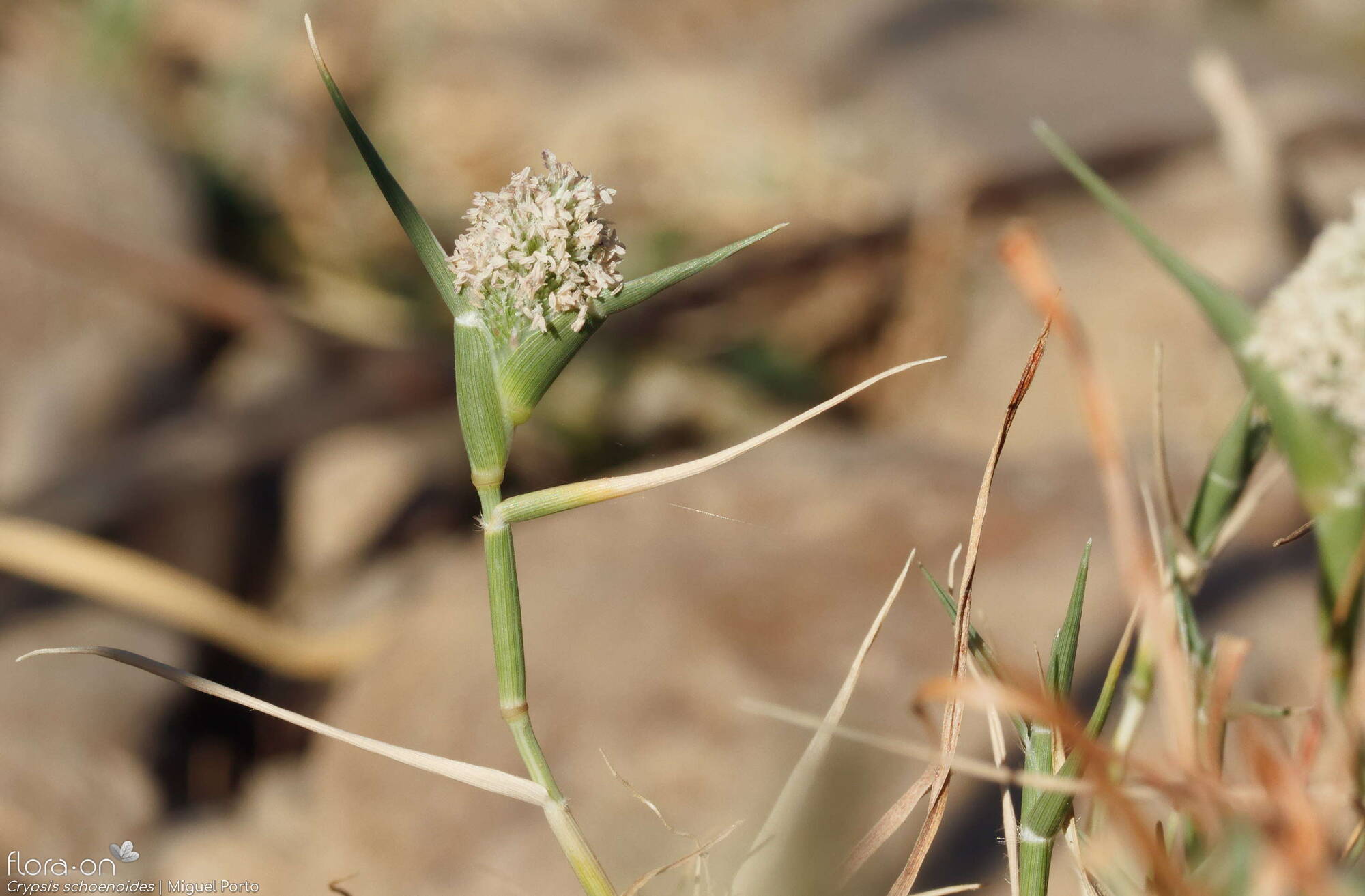 Crypsis schoenoides - Flor (geral) | Miguel Porto; CC BY-NC 4.0