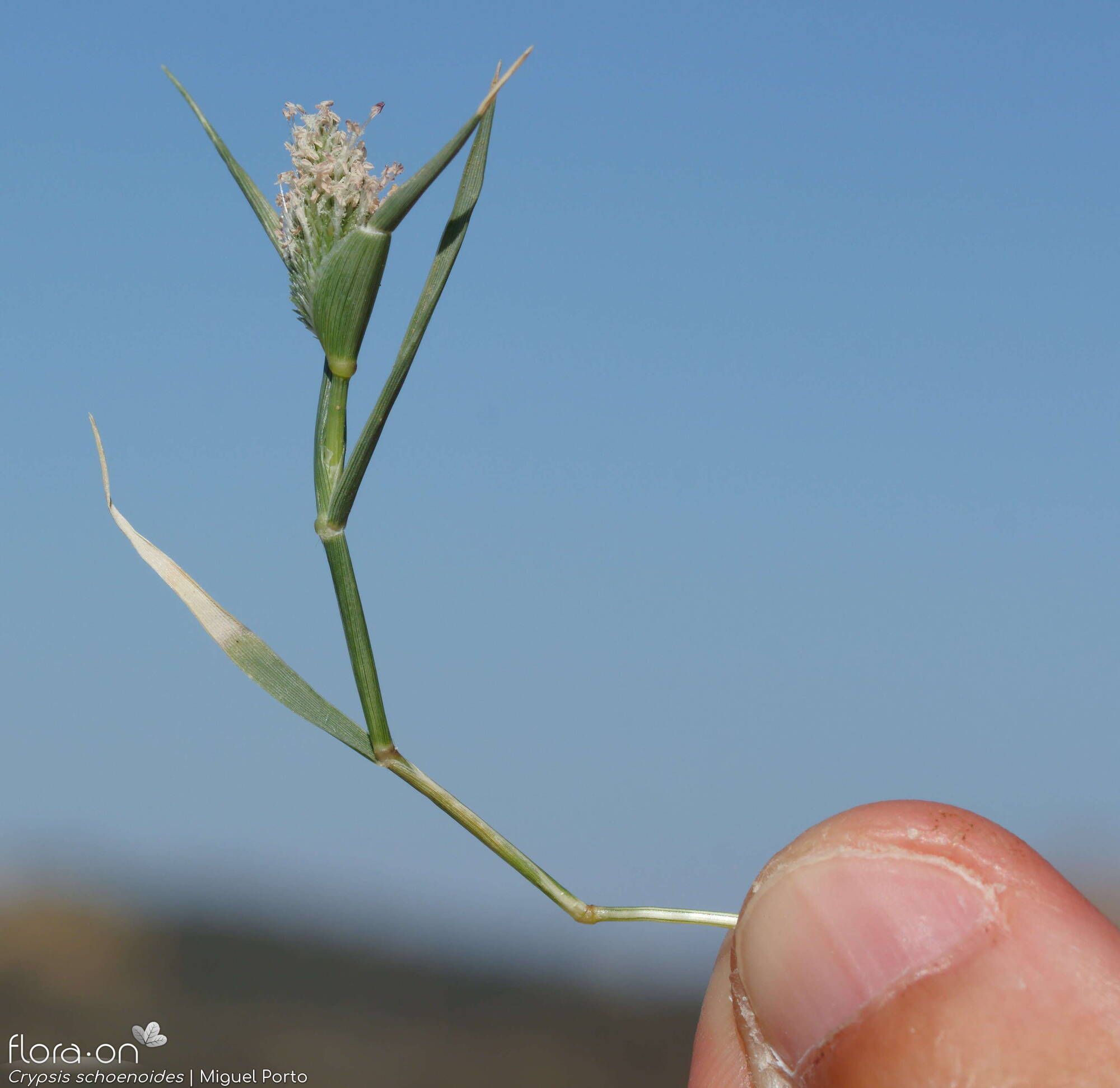 Crypsis schoenoides - Flor (geral) | Miguel Porto; CC BY-NC 4.0