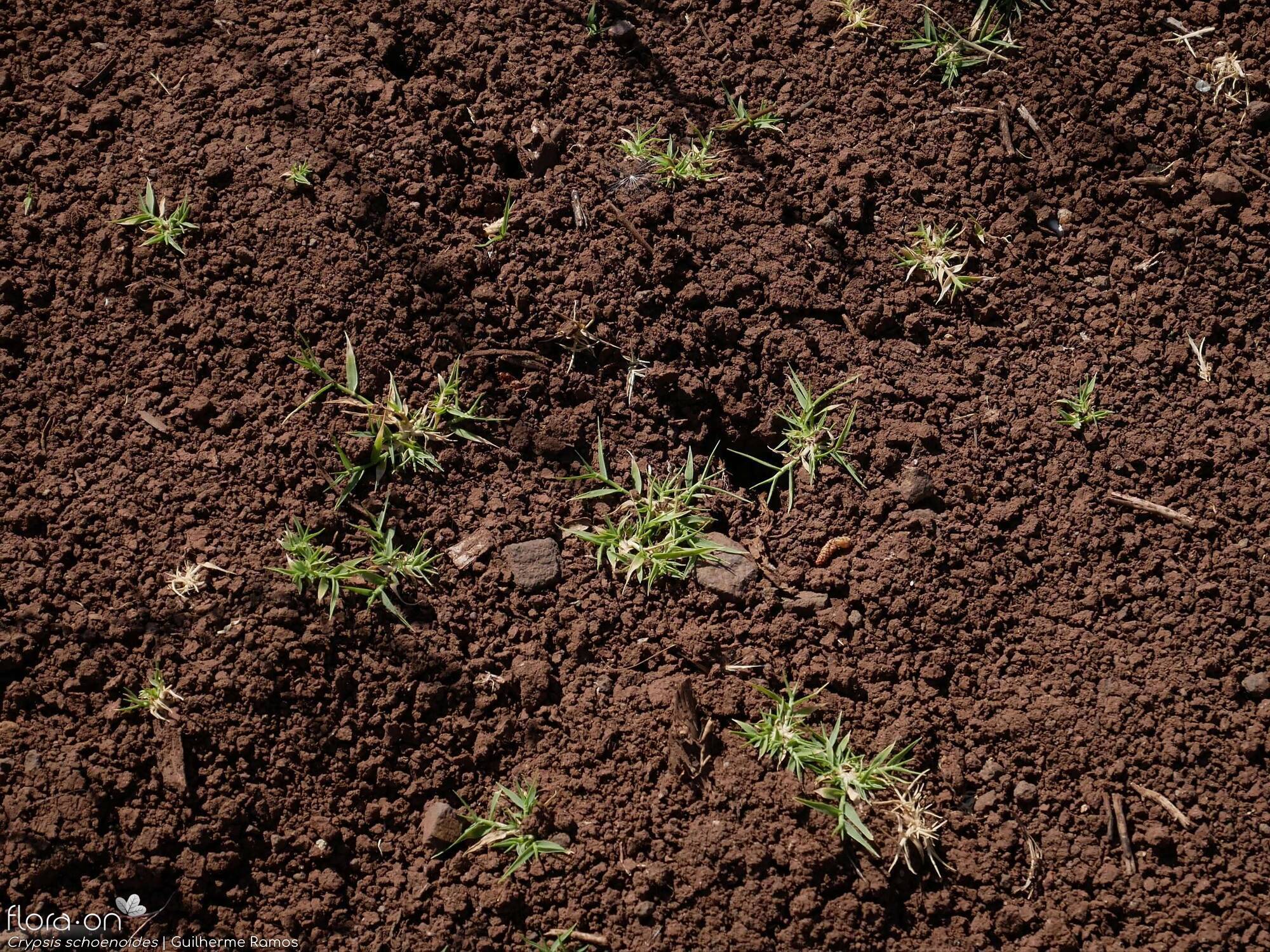 Crypsis schoenoides - Habitat | Guilherme Ramos; CC BY-NC 4.0