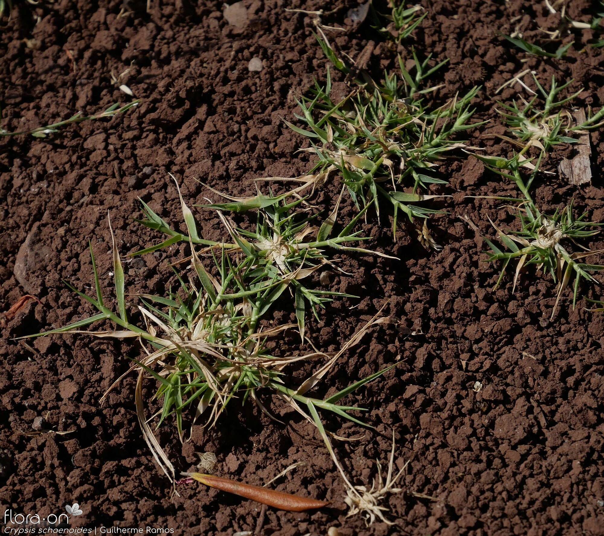 Crypsis schoenoides - Hábito | Guilherme Ramos; CC BY-NC 4.0