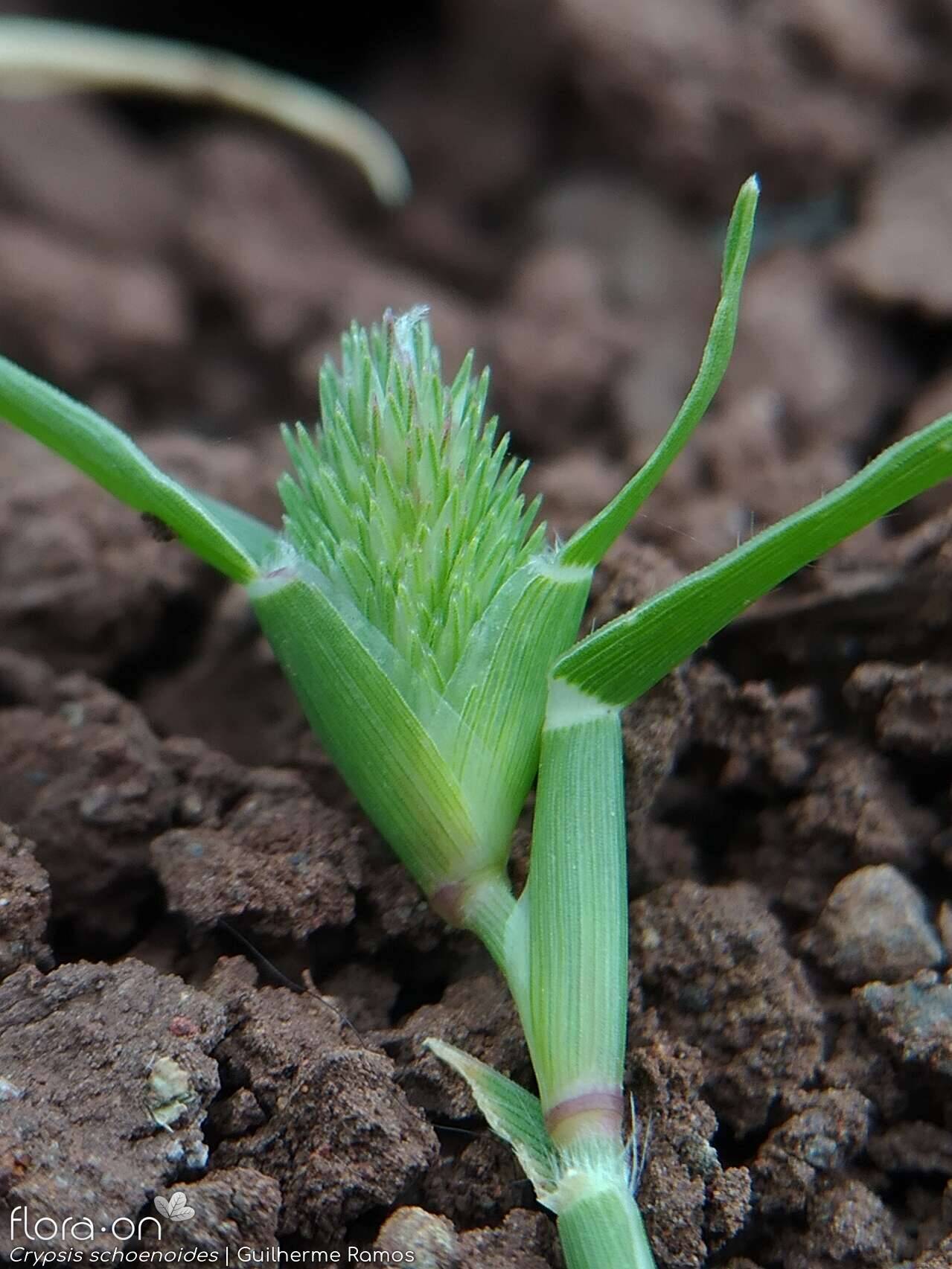 Crypsis schoenoides - Flor (close-up) | Guilherme Ramos; CC BY-NC 4.0