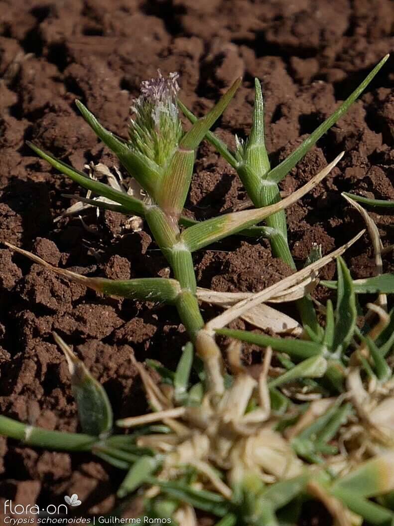 Crypsis schoenoides - Flor (geral) | Guilherme Ramos; CC BY-NC 4.0