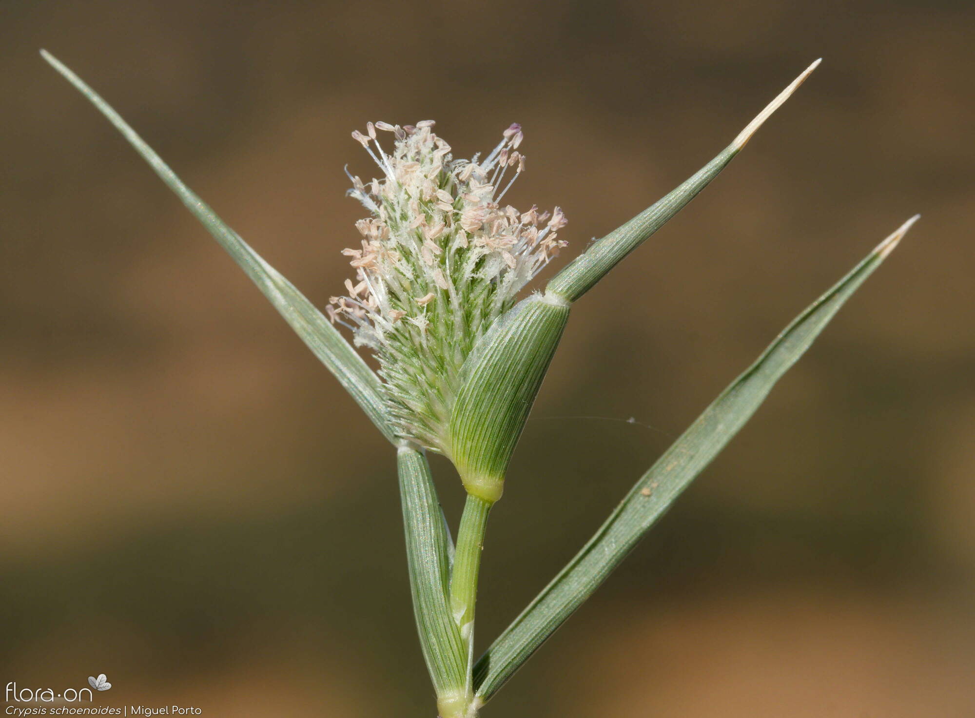 Crypsis schoenoides - Flor (geral) | Miguel Porto; CC BY-NC 4.0