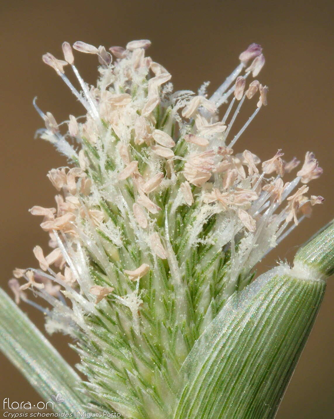 Crypsis schoenoides - Flor (close-up) | Miguel Porto; CC BY-NC 4.0