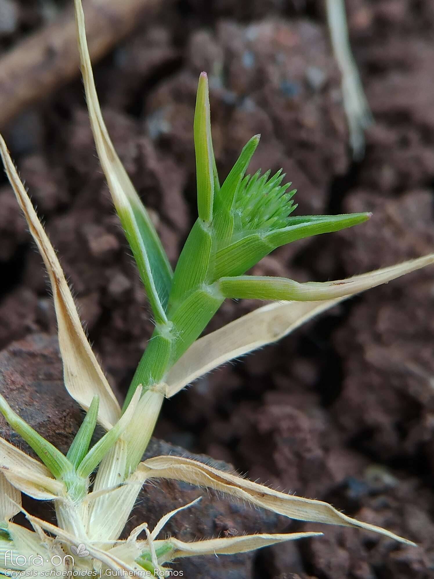 Crypsis schoenoides - Flor (geral) | Guilherme Ramos; CC BY-NC 4.0