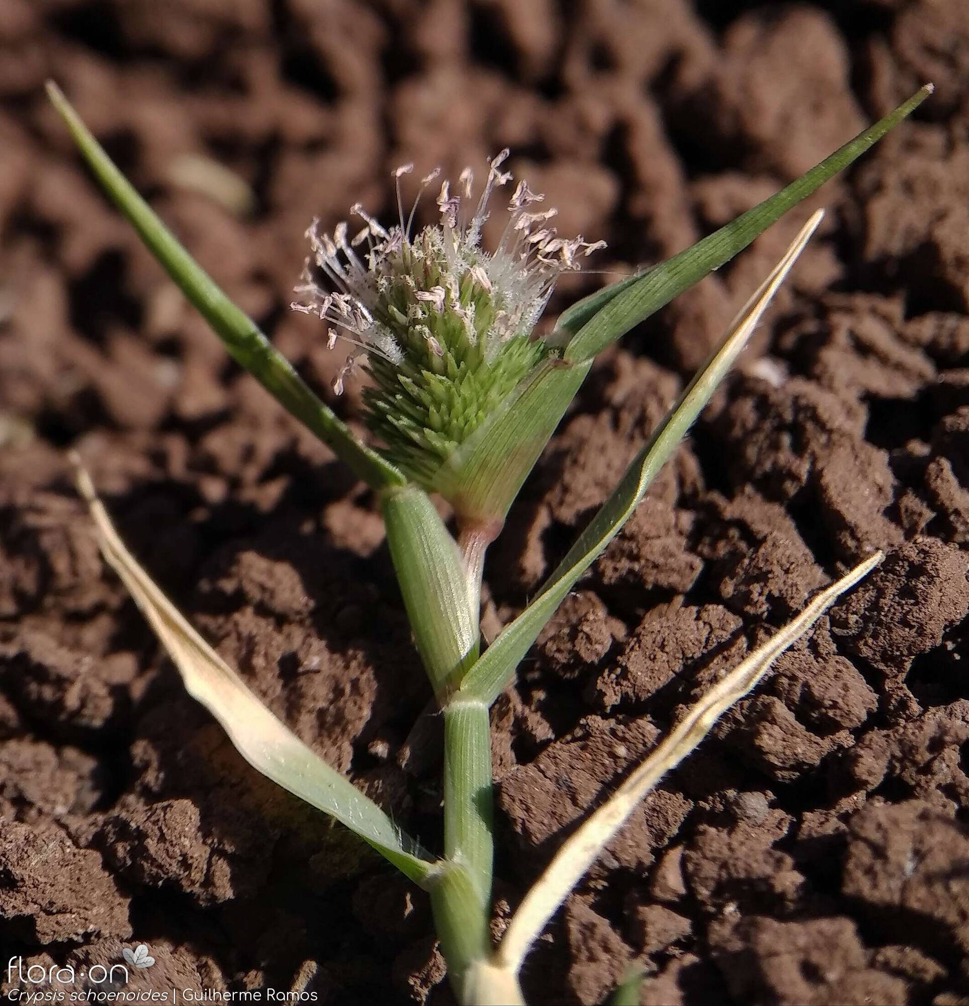 Crypsis schoenoides - Flor (close-up) | Guilherme Ramos; CC BY-NC 4.0