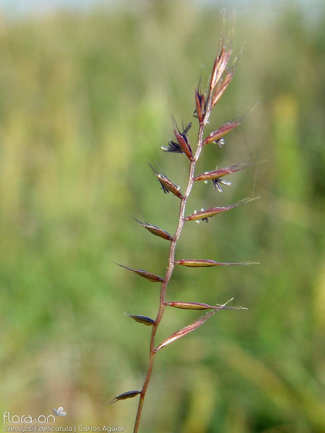 Ctenopsis delicatula - Flor (geral) | Carlos Aguiar; CC BY-NC 4.0