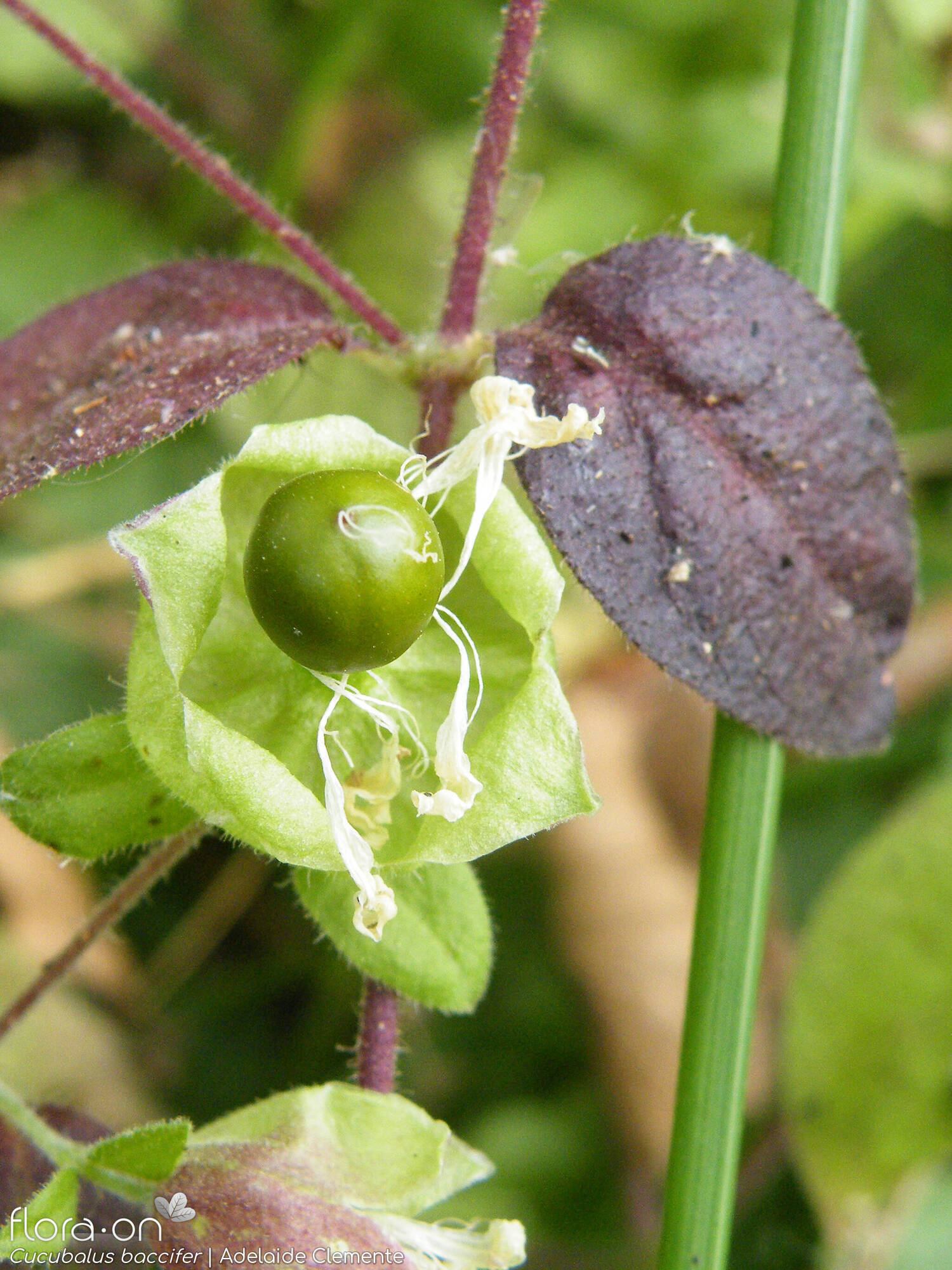 Cucubalus baccifer - Fruto | Adelaide Clemente; CC BY-NC 4.0