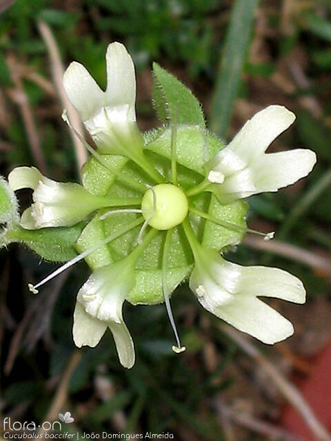 Cucubalus baccifer - Flor (close-up) | João Domingues Almeida; CC BY-NC 4.0