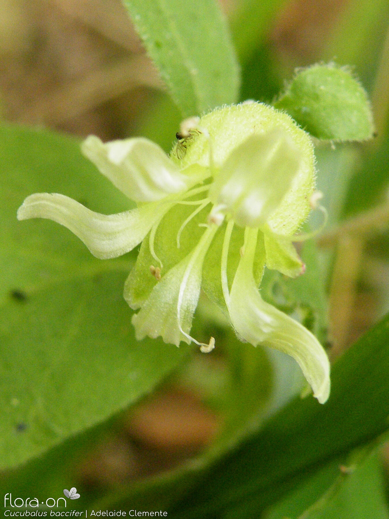 Cucubalus baccifer - Flor (close-up) | Adelaide Clemente; CC BY-NC 4.0