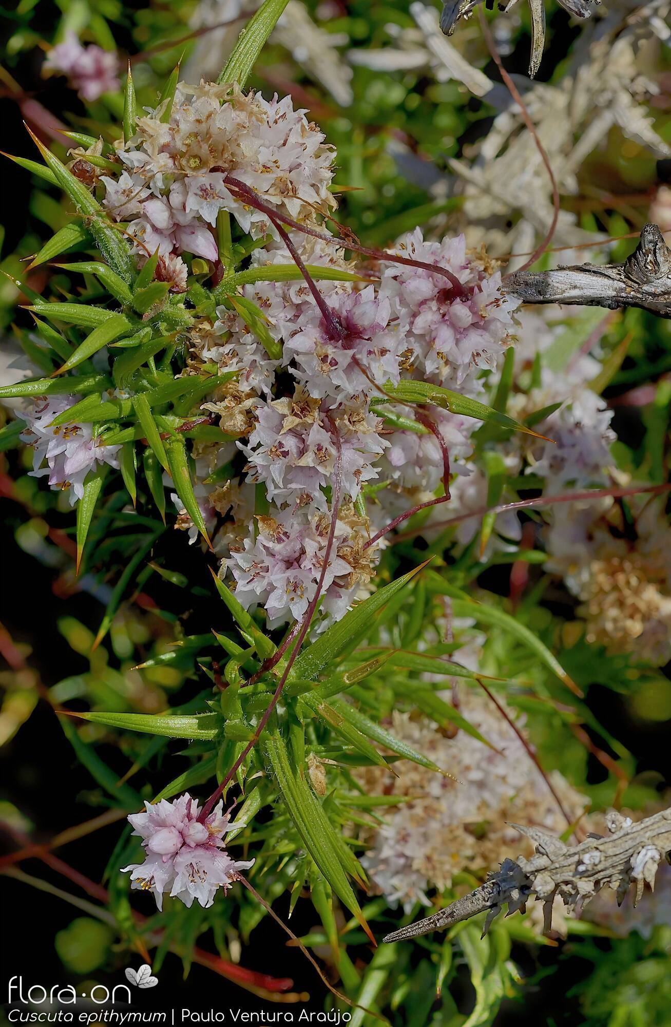 Cuscuta epithymum - Hábito | Paulo Ventura Araújo; CC BY-NC 4.0