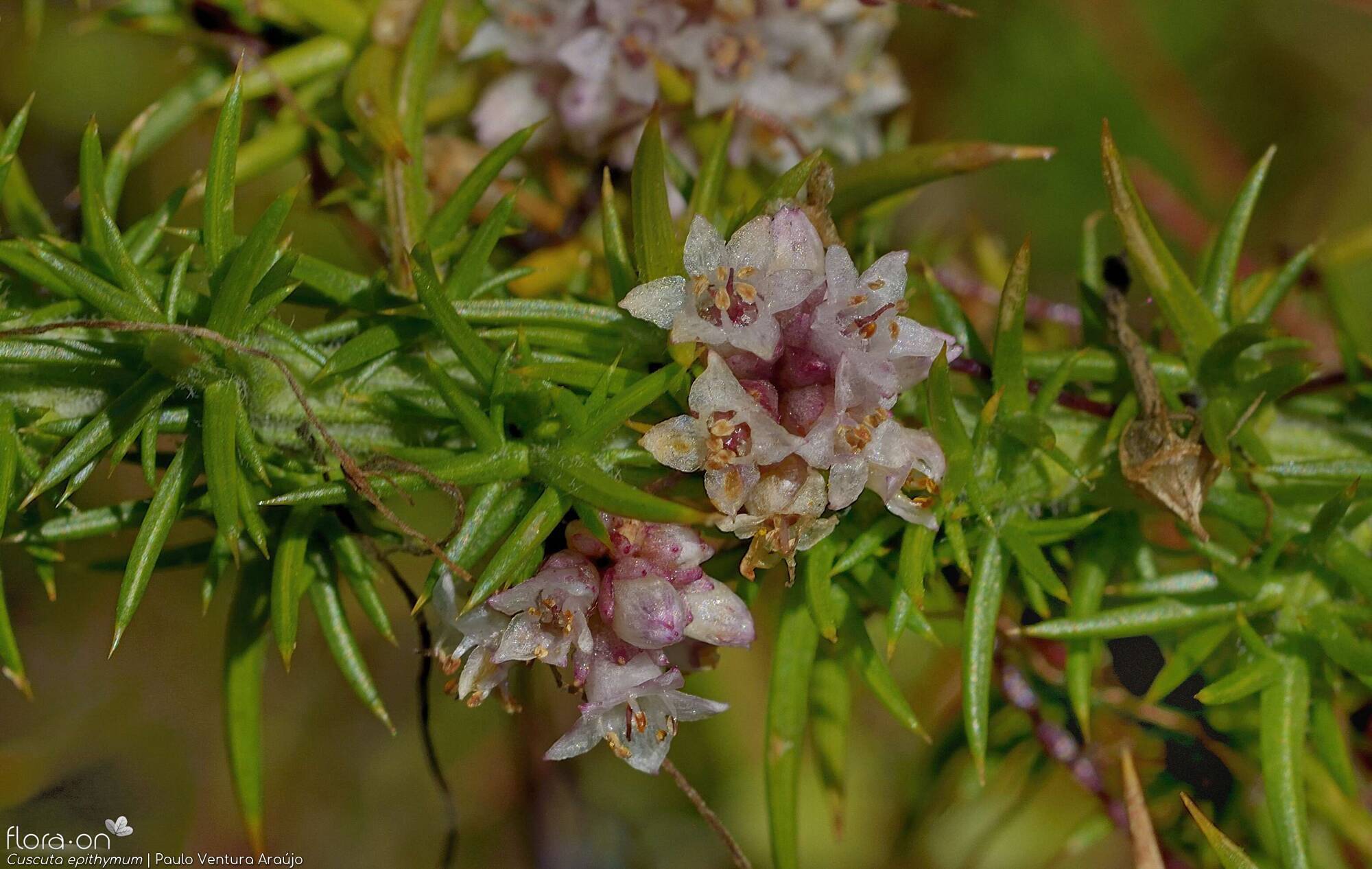 Cuscuta epithymum - Flor (close-up) | Paulo Ventura Araújo; CC BY-NC 4.0