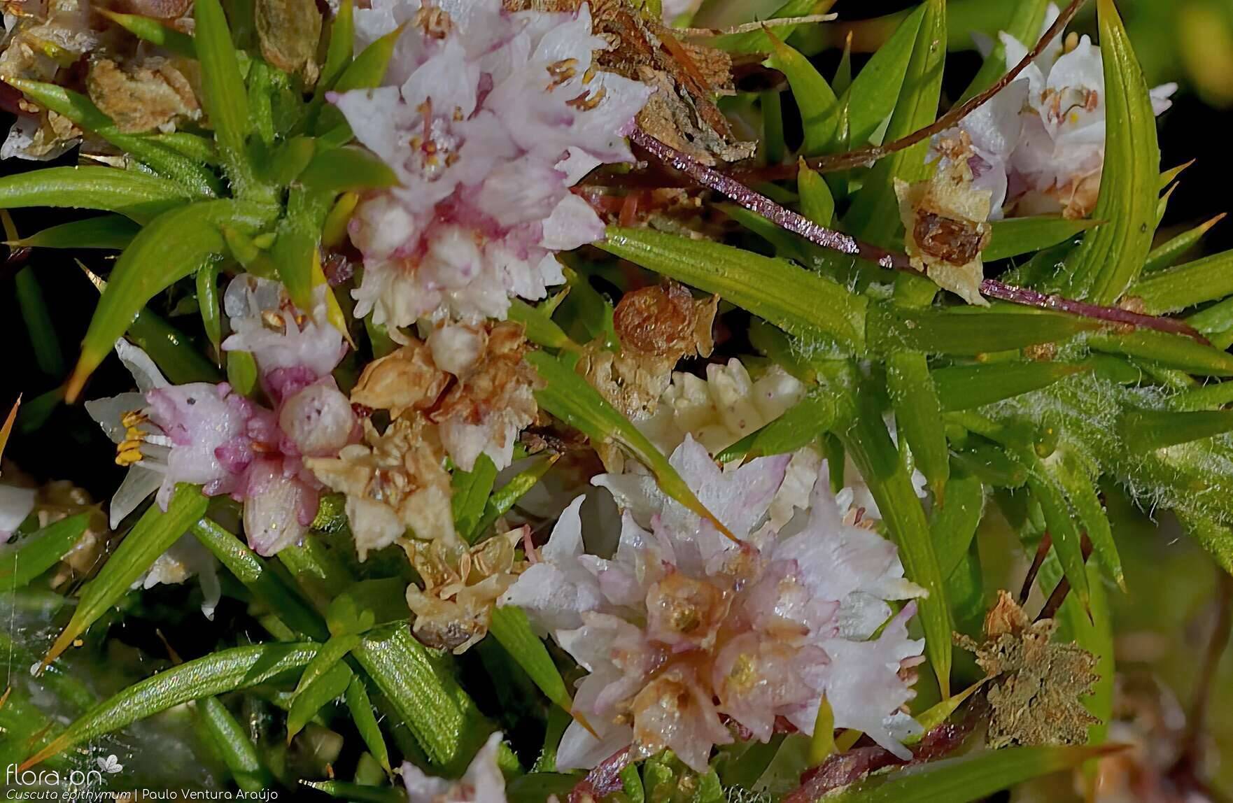 Cuscuta epithymum - Flor (close-up) | Paulo Ventura Araújo; CC BY-NC 4.0
