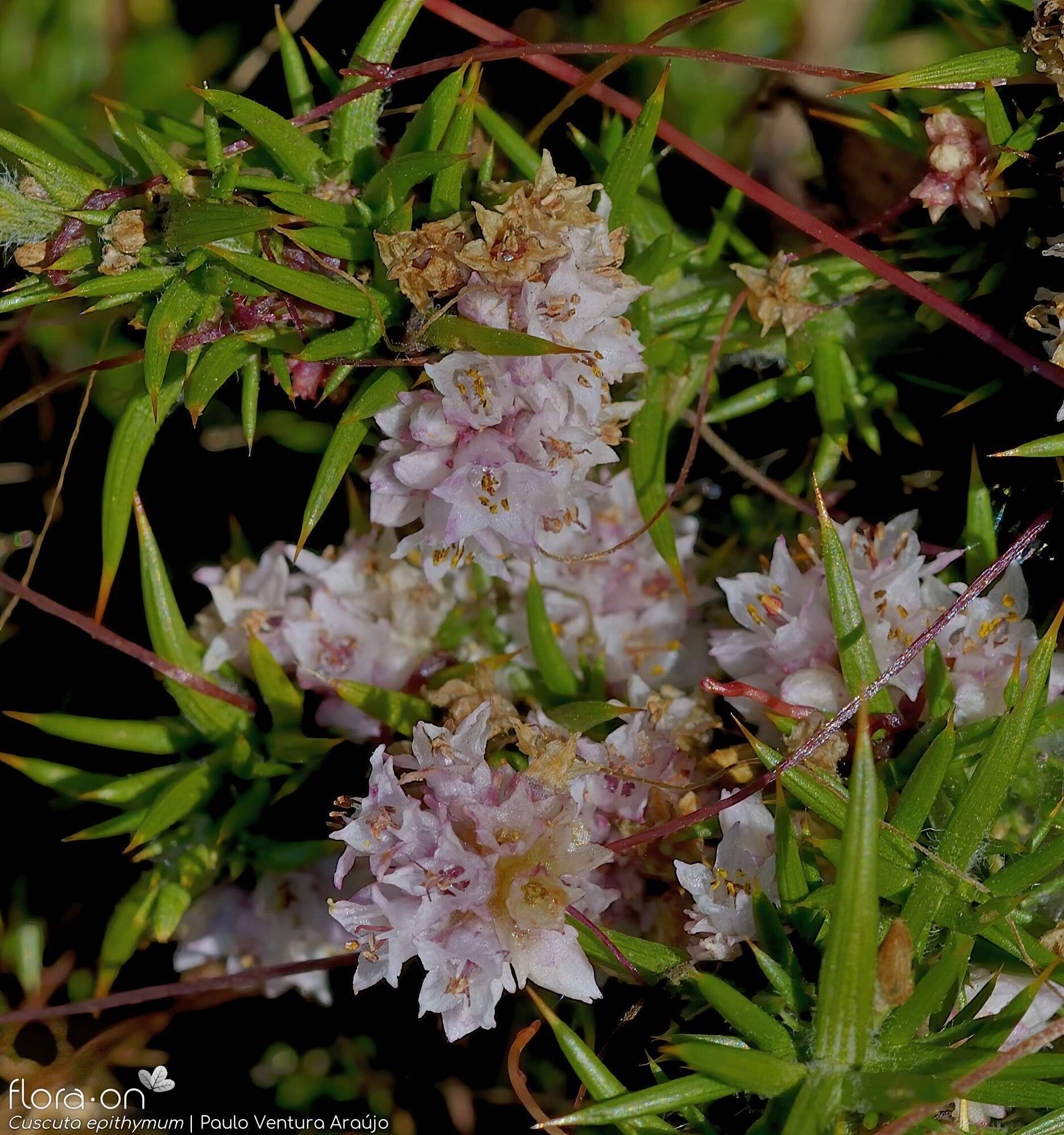 Cuscuta epithymum - Flor (geral) | Paulo Ventura Araújo; CC BY-NC 4.0