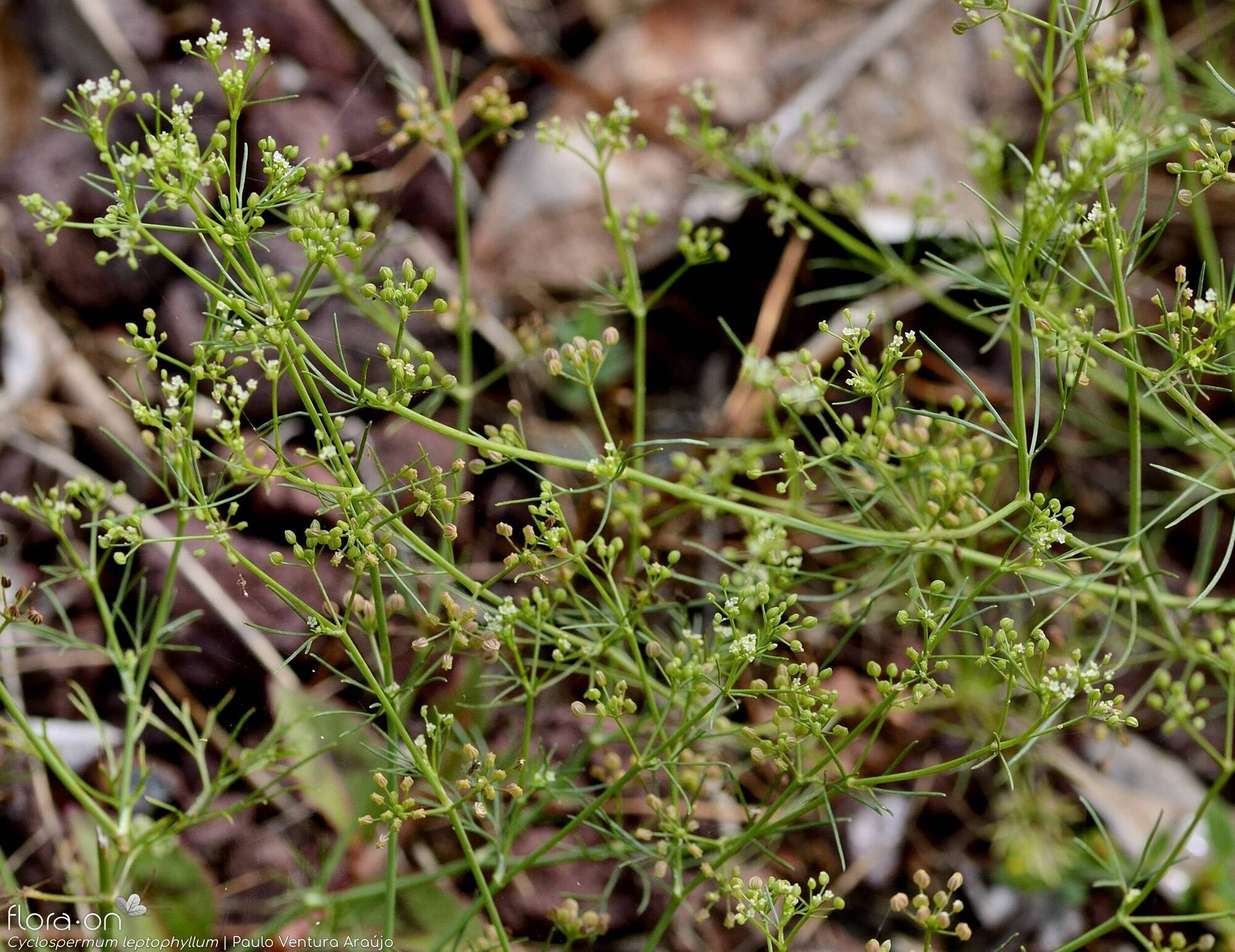 Cyclospermum leptophyllum - Flor (geral) | Paulo Ventura Araújo; CC BY-NC 4.0