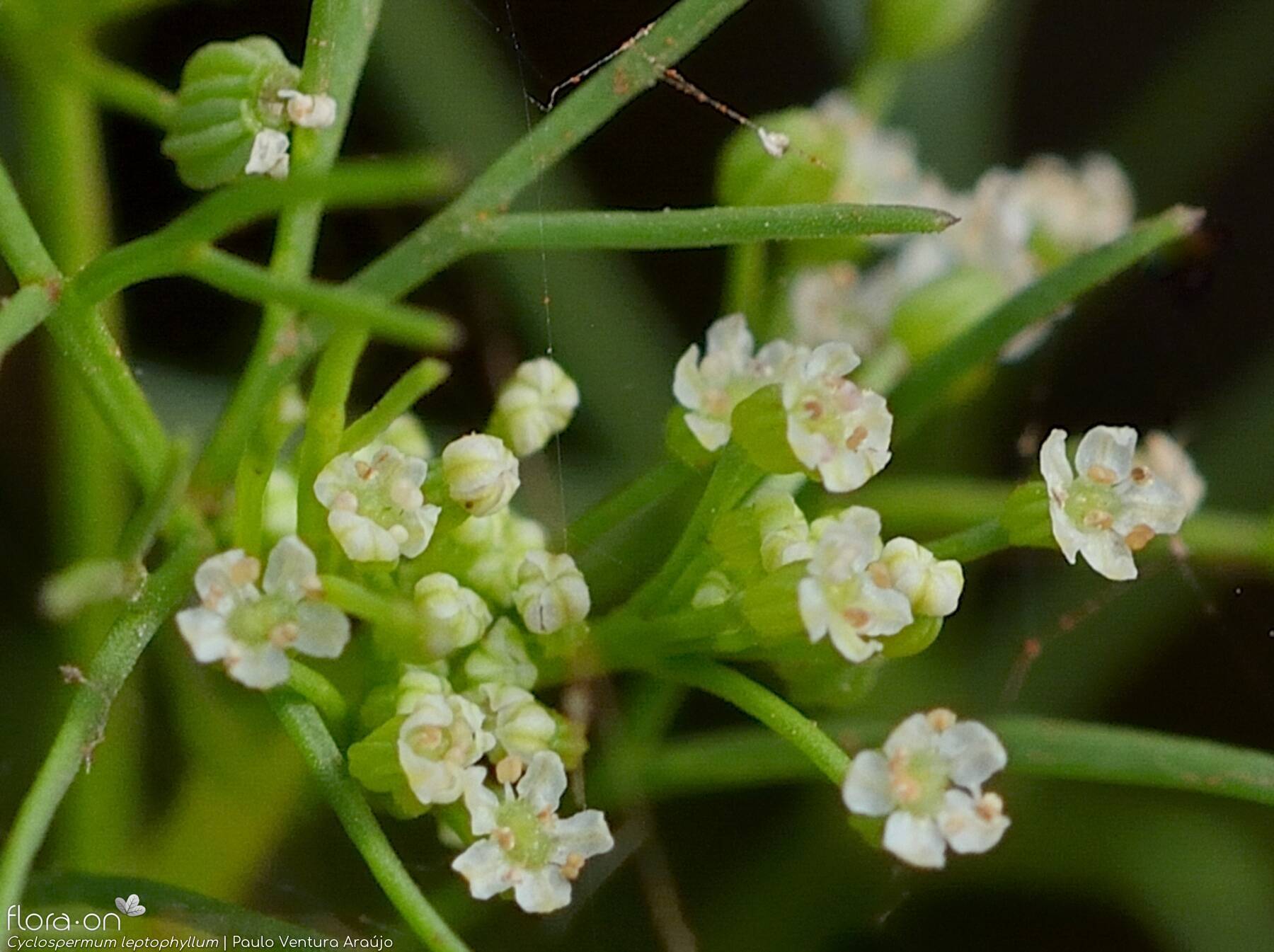 Cyclospermum leptophyllum - Flor (close-up) | Paulo Ventura Araújo; CC BY-NC 4.0