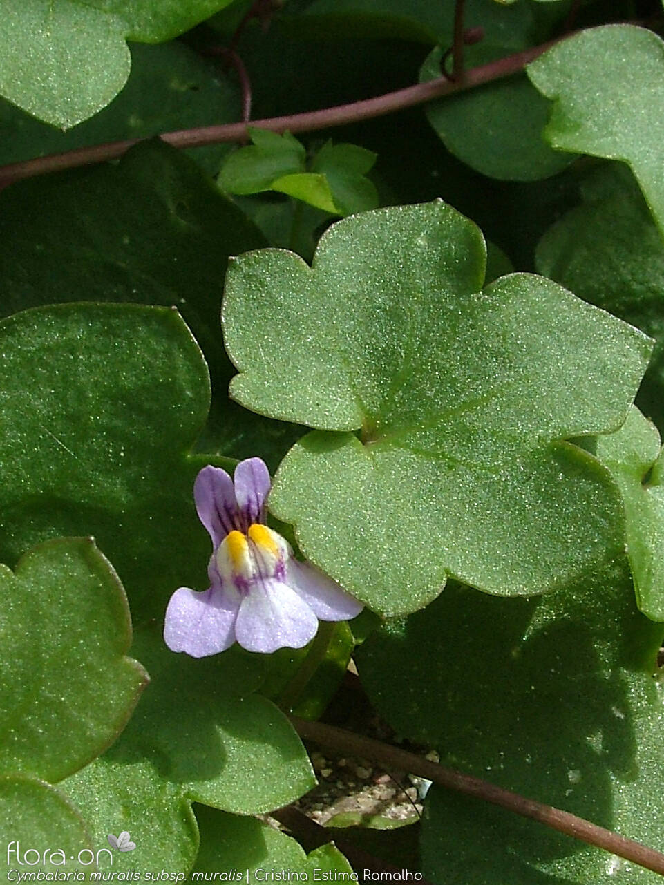 Cymbalaria muralis