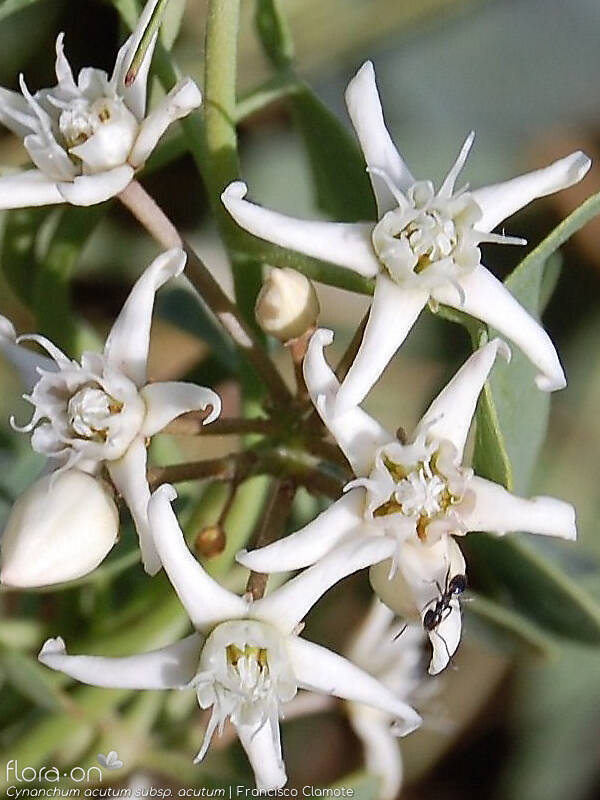 Cynanchum acutum acutum - Flor (close-up) | Francisco Clamote; CC BY-NC 4.0
