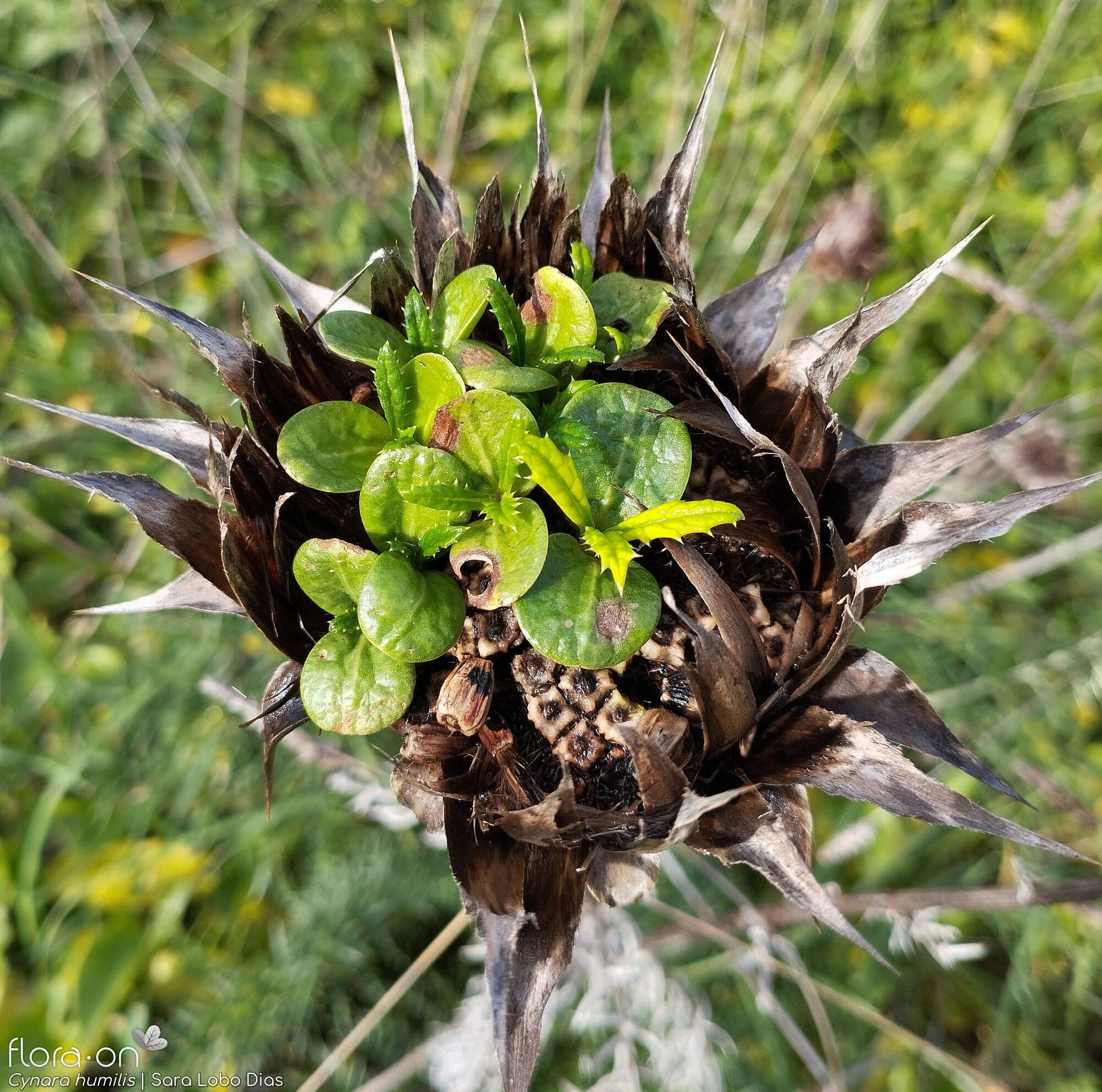 Cynara humilis - Capítulo frutífero | Sara Lobo Dias; CC BY-NC 4.0